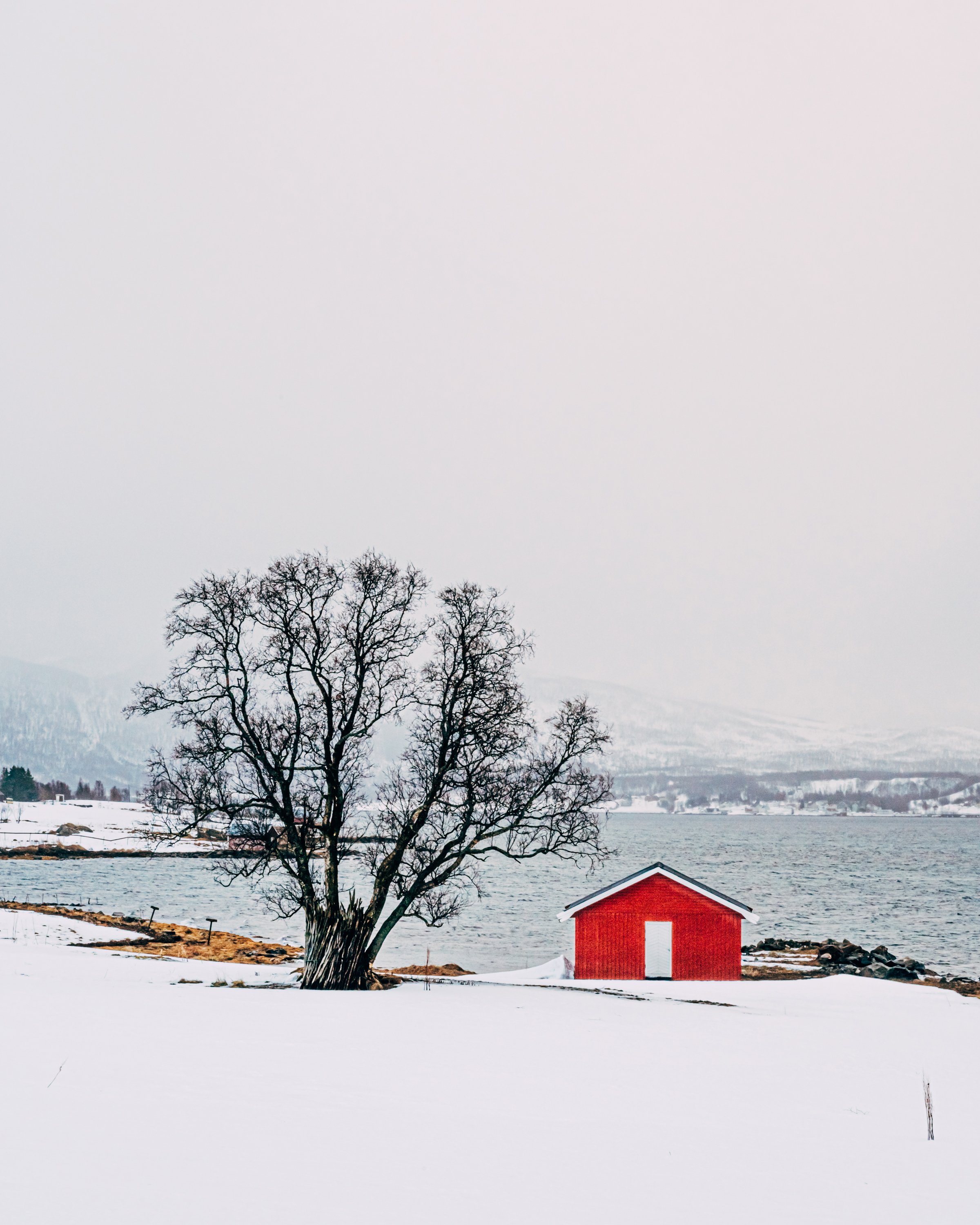 The Tree and the House