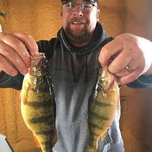 Still some Perch to be had