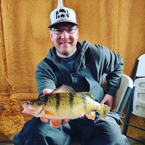 Anderson group, jumbo perch