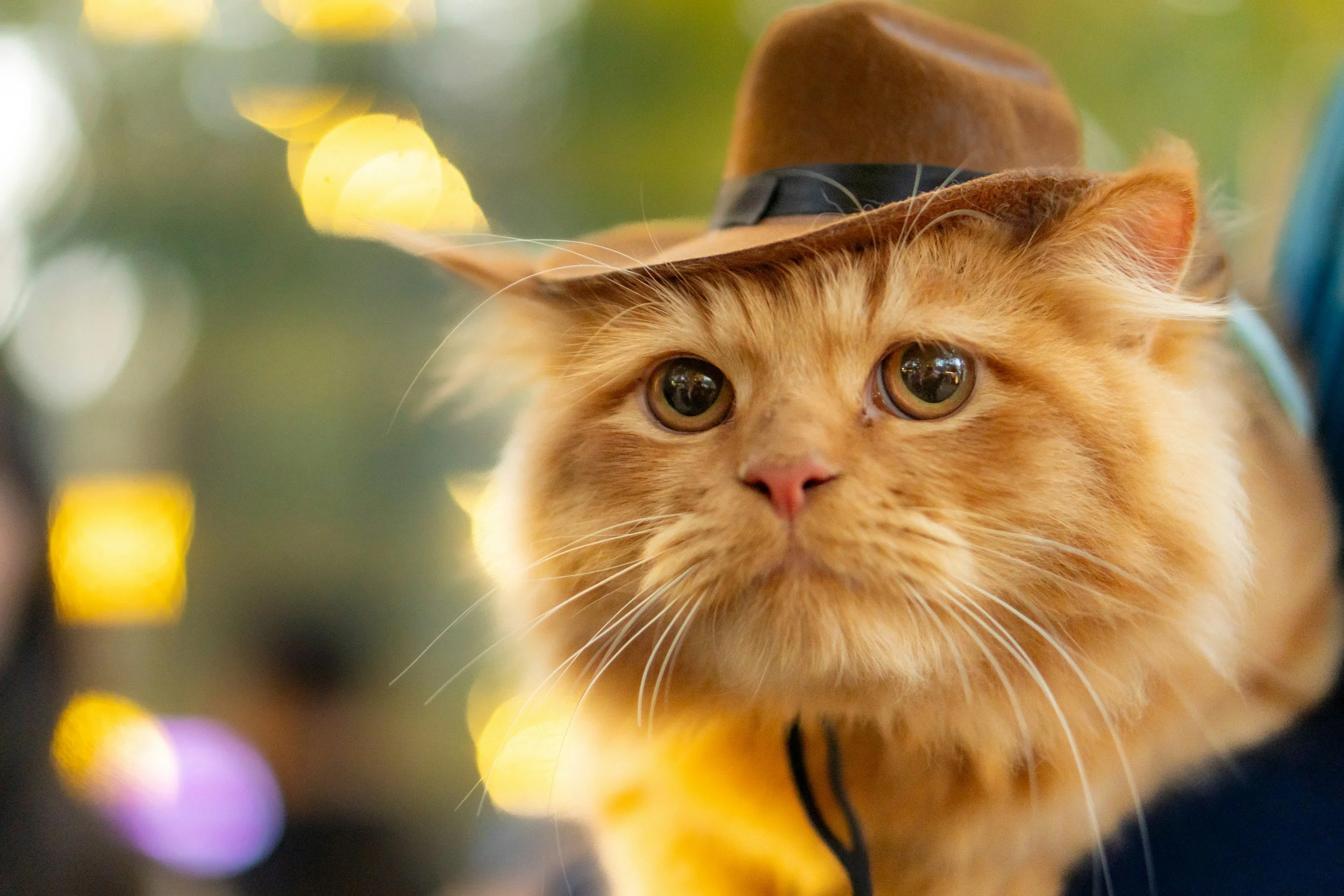 VTH3 Trail #093: A Bumpkin Adventure