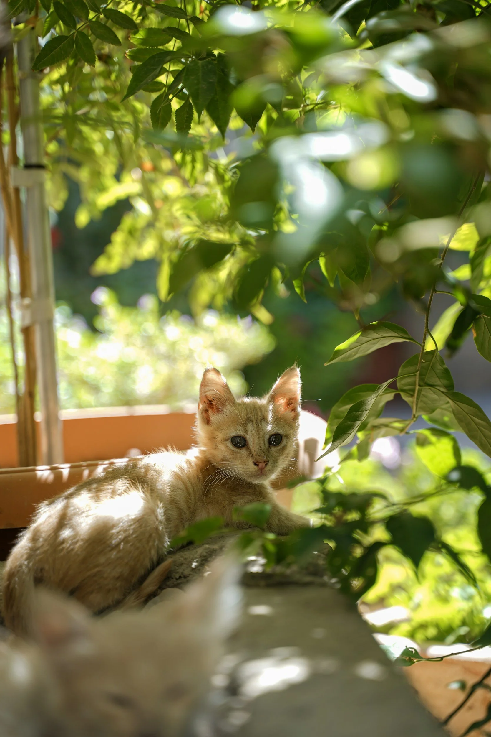 VTH3 Trail #099: We need hares!