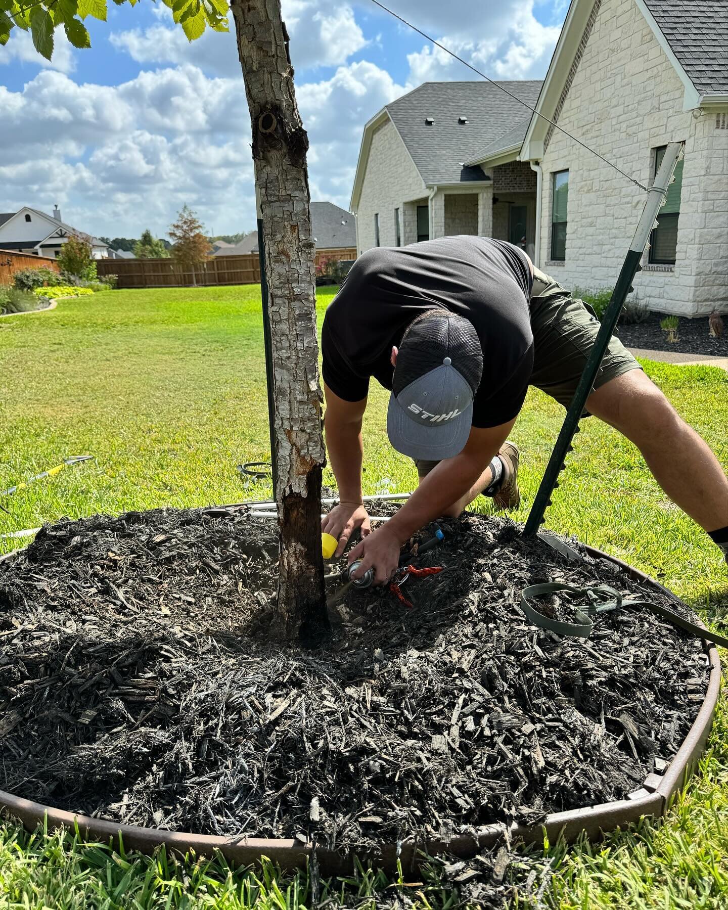 It&rsquo;s never too early to start caring for your trees! This poor Monterey oak was planted improperly about three years ago. It was planted too deep, the roots weren&rsquo;t separated before planting, and it was improperly supported.

Our client n