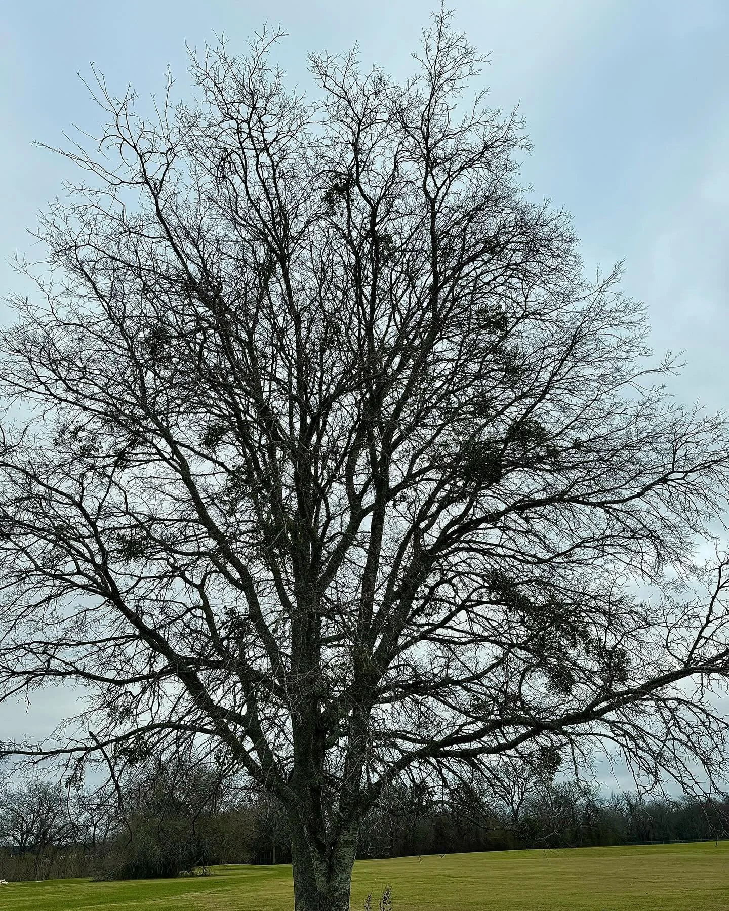 Do your trees still have some green clumps even though the leaves are down? That&rsquo;s actually mistletoe! It&rsquo;s a parasite that&rsquo;s slowly sucking the life out of your trees. So if you want your trees to survive and thrive, it&rsquo;s tim