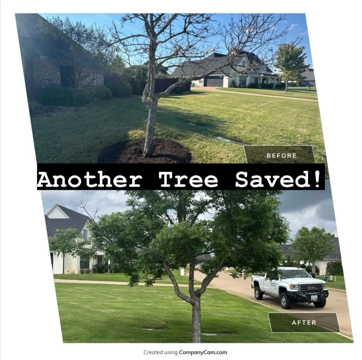 This Chinese pistachio planted by the builder was giving up the ghost last summer. After a bit of care from our team it is looking completely different this year!!!🌳🌲❤️