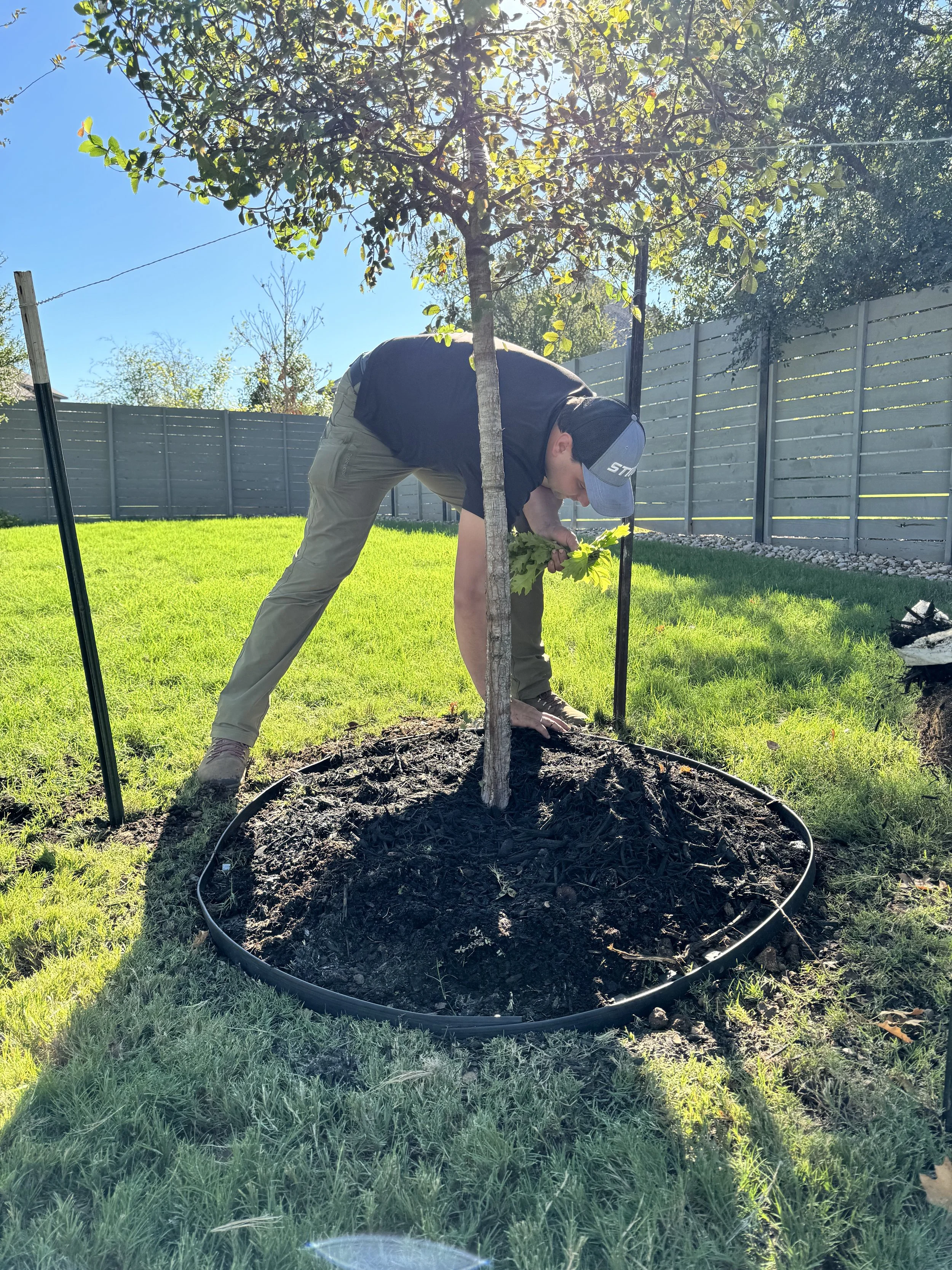 Expert tree planting in central Texas including Temple, Salado, and Georgetown