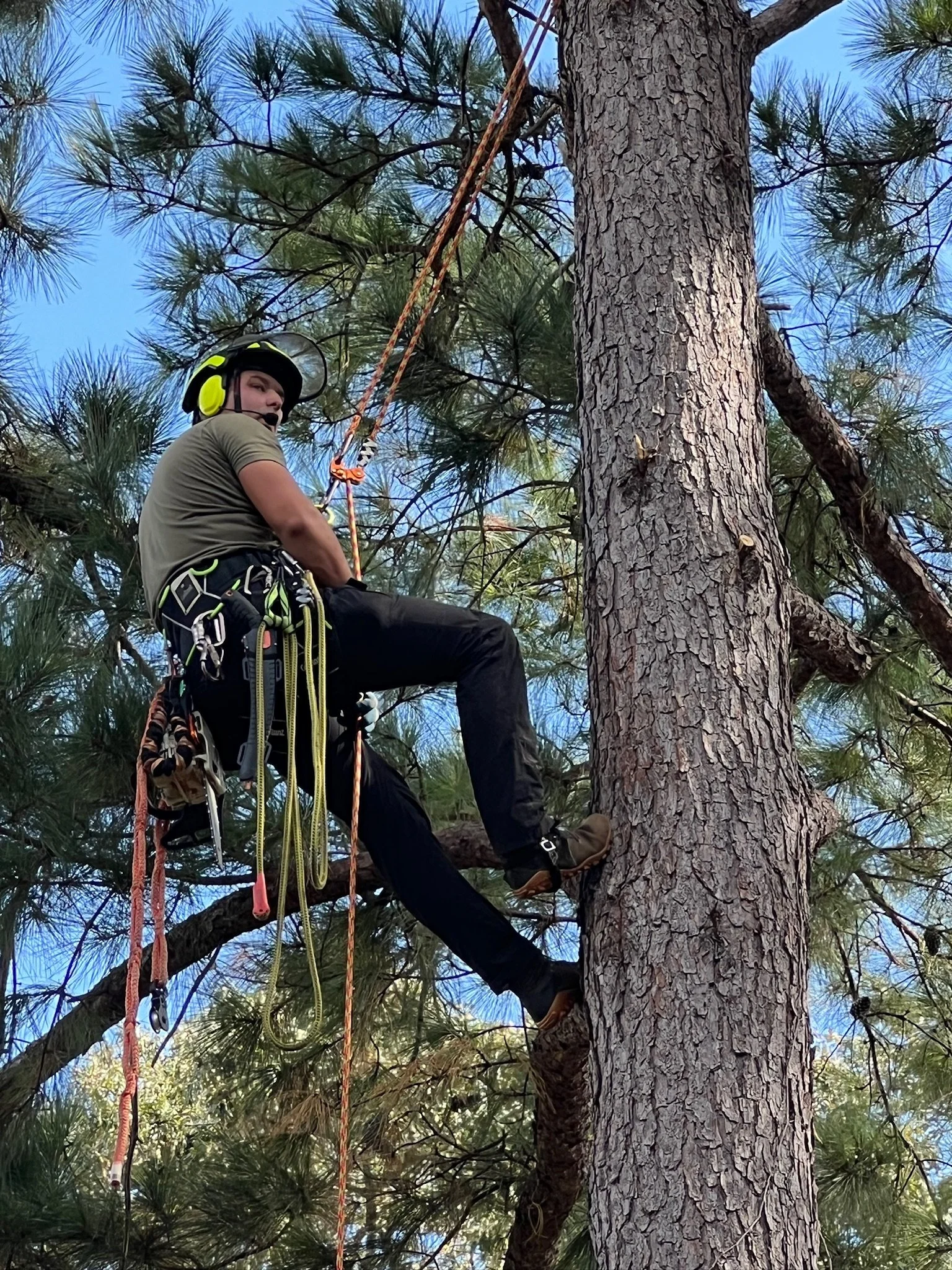 Andrew Breitbarth, ISA-certified arborist, climbing a large pine tree in East Texas