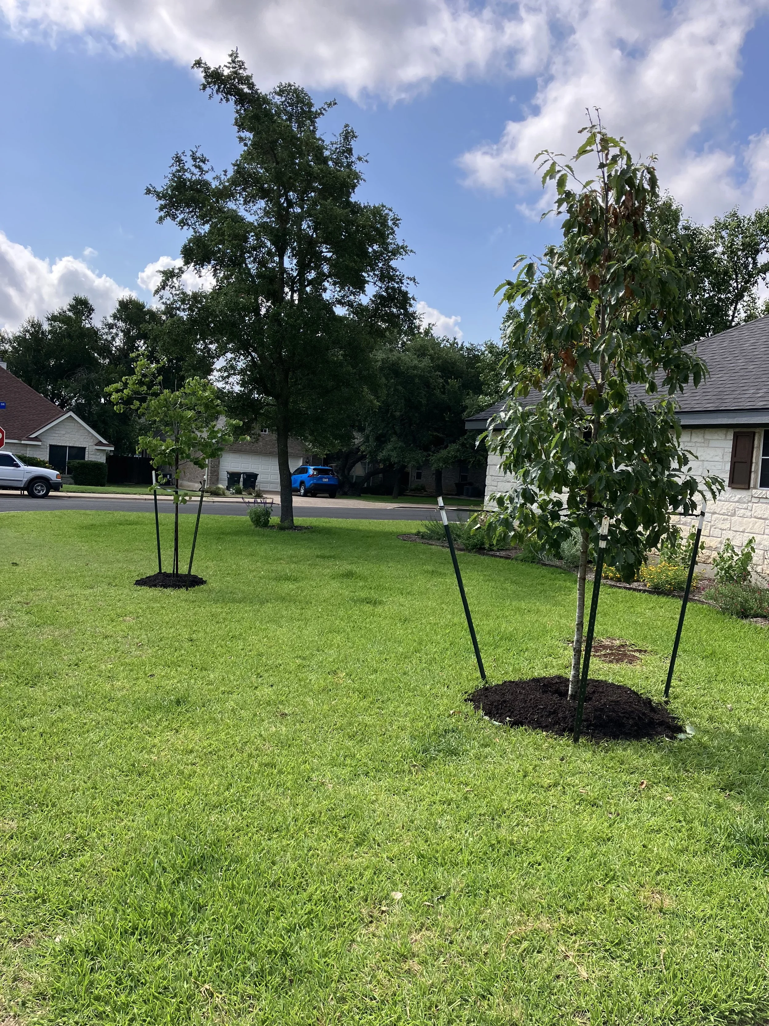 Expert tree planting in East Texas