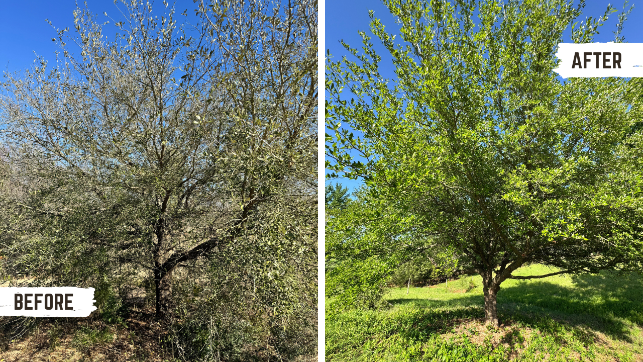 Before and after of a Live Oak tree fertilization Raleigh NC