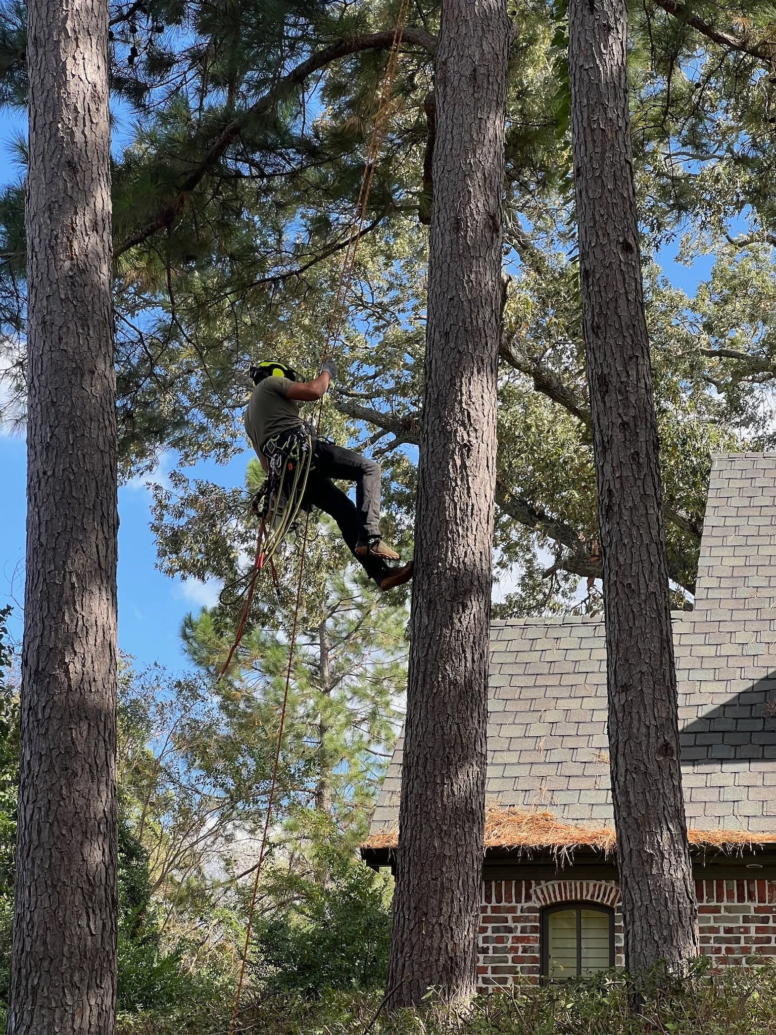 Licensed arborist trimming pine tree in Lufkin, TX