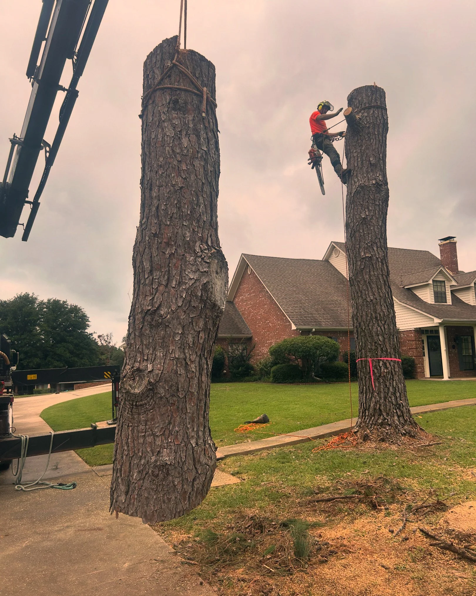 Professional arborist removing large East Texas pine tree with the assistance of a crane