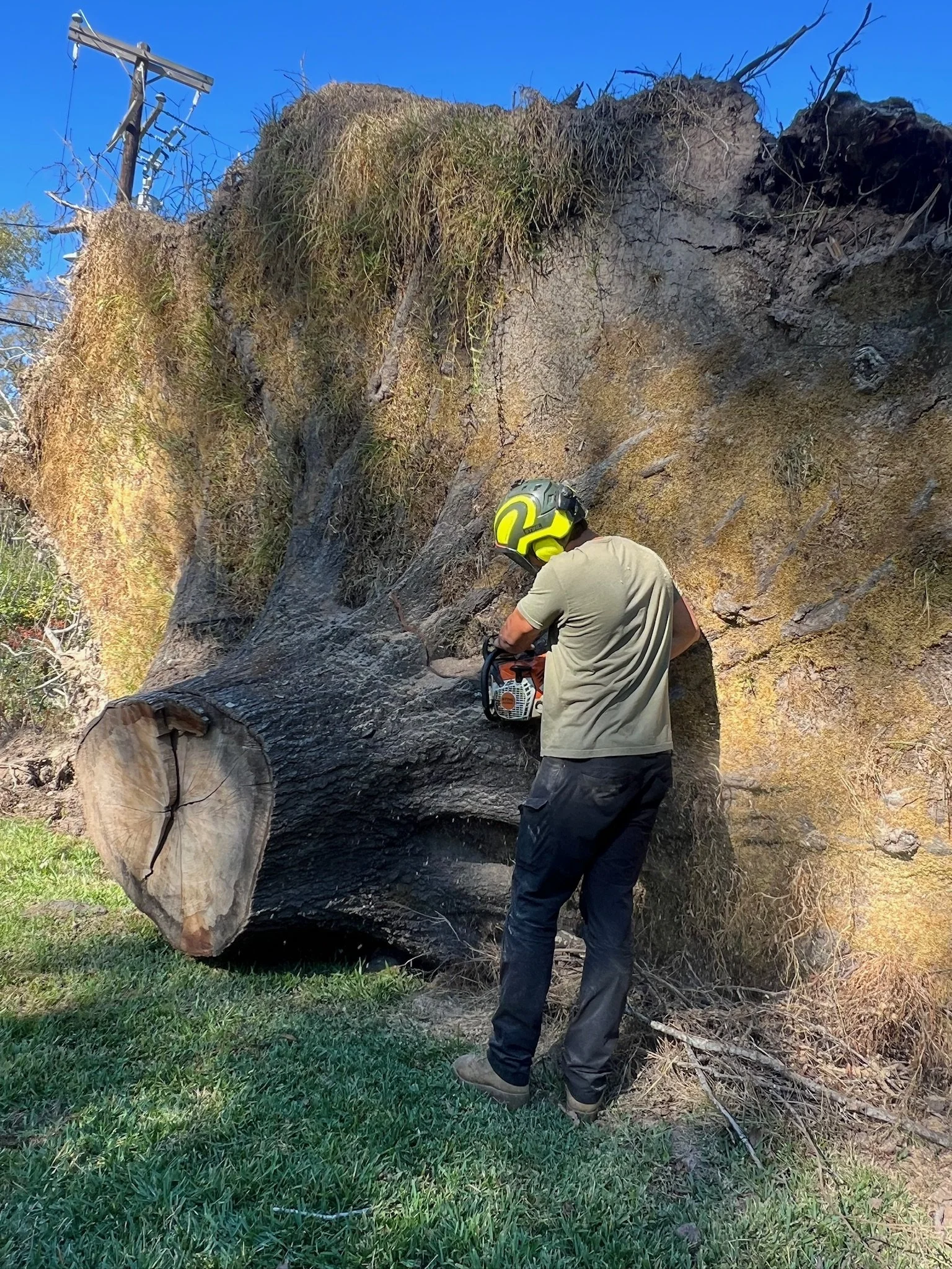 Arborist cutting down uprooted water oak stump after a large storm in Tyler, TX