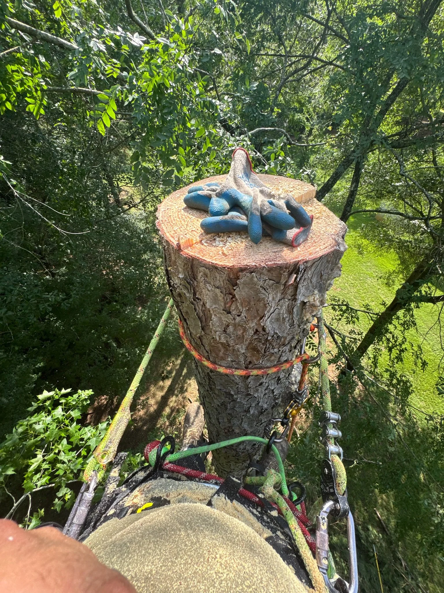 Expert tree removal in Palestine, Texas