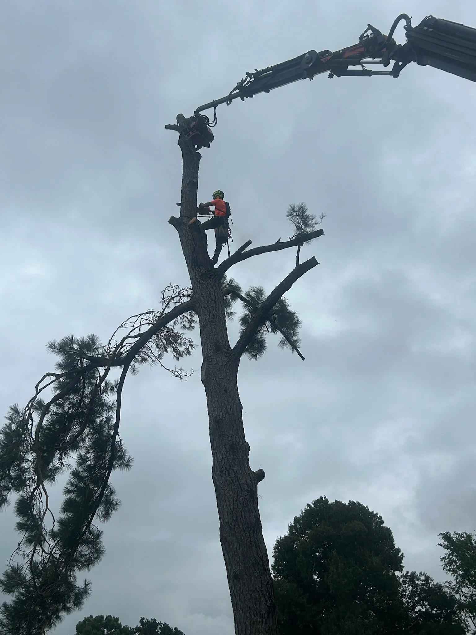 Professional tree removal in East Texas