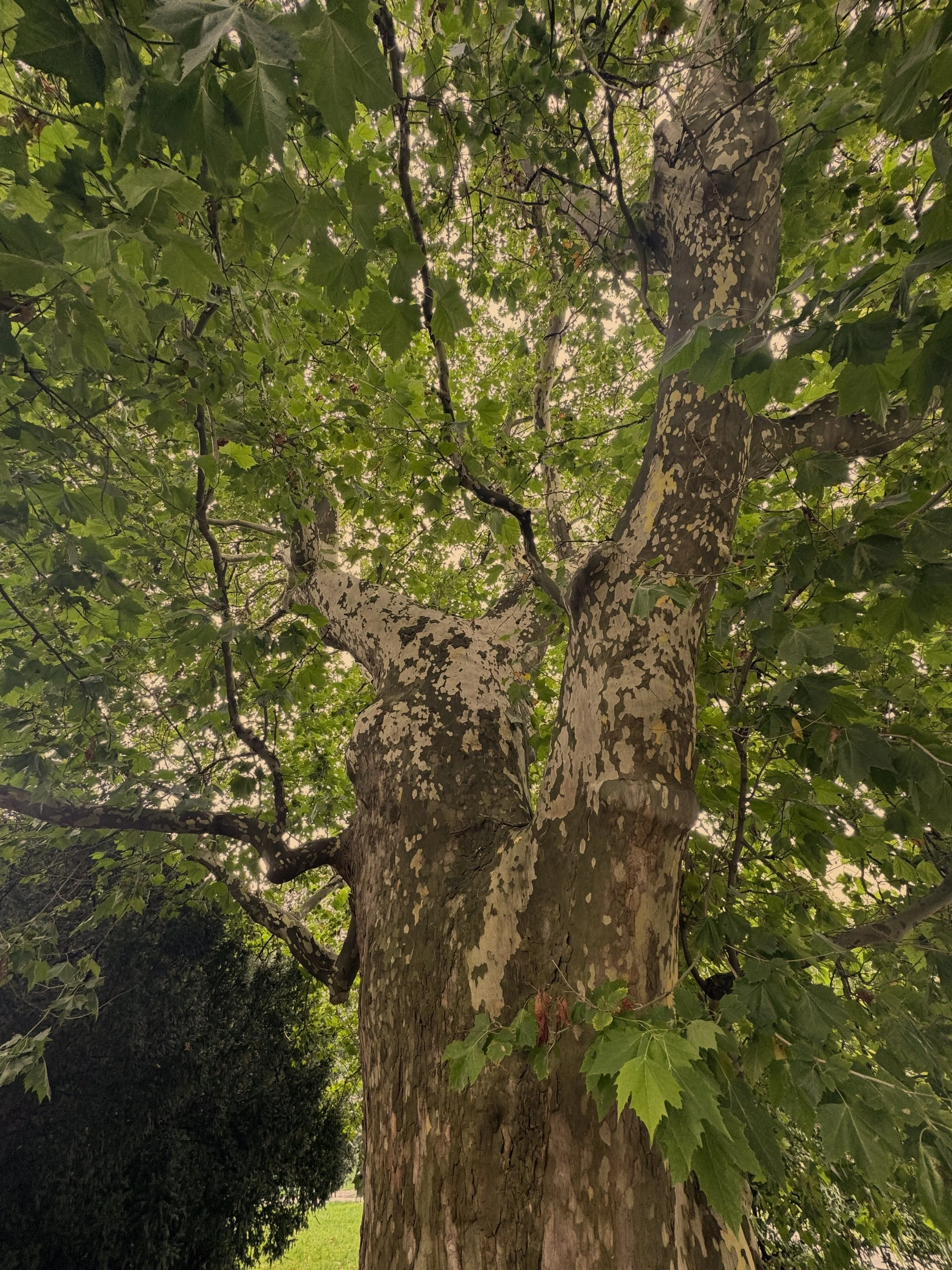 Tree care expert and certified arborist in Tyler and Palestine, TX