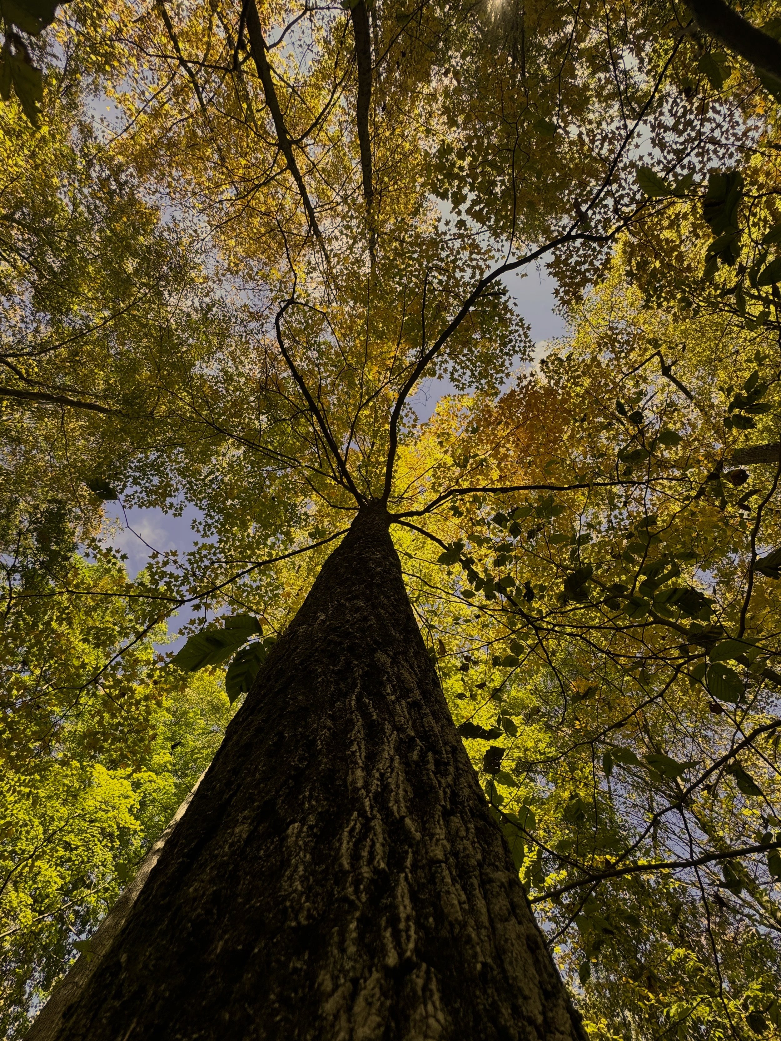 Professional tree healthcare in East Texas