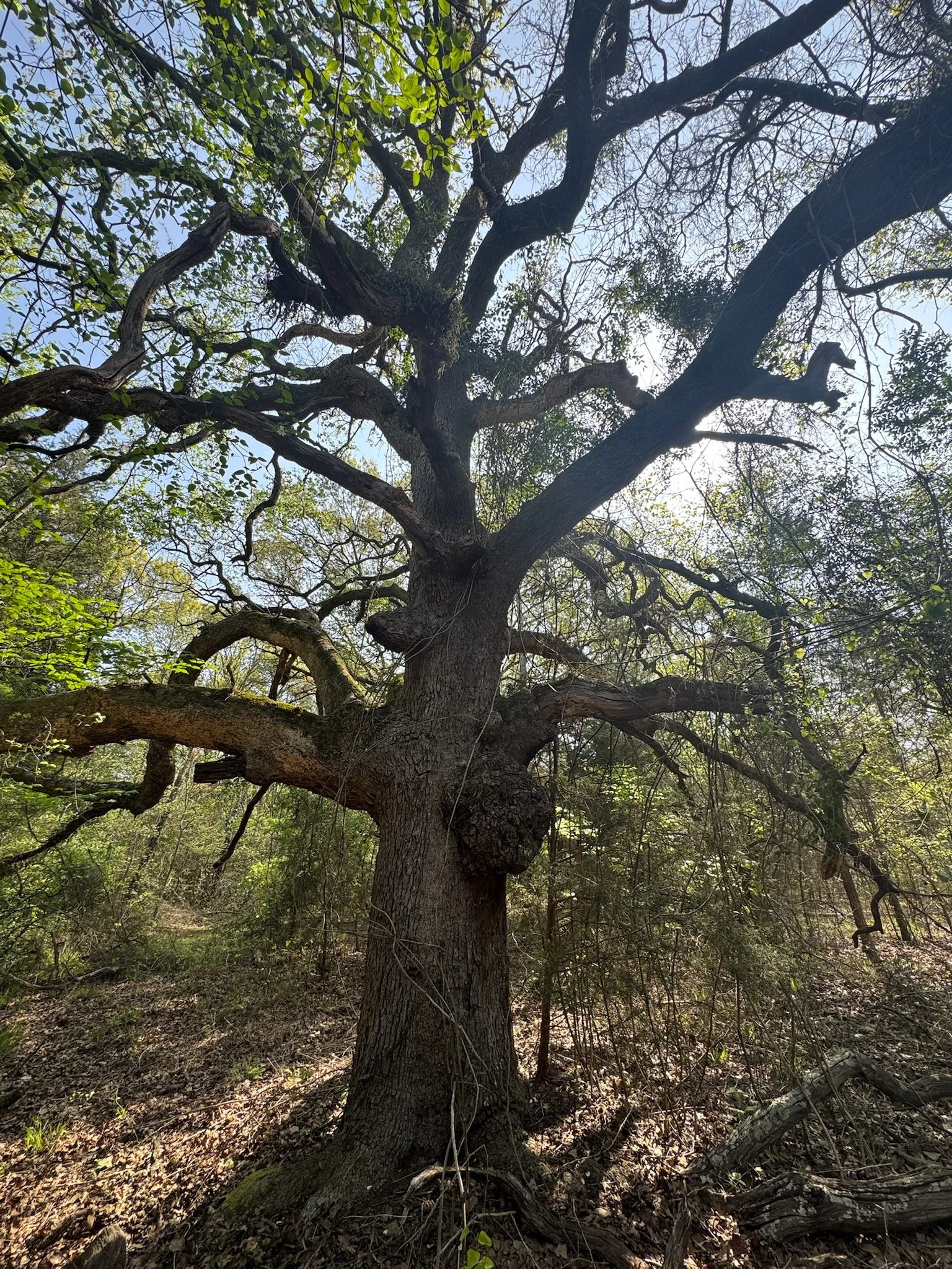 Large post oak in East Texas