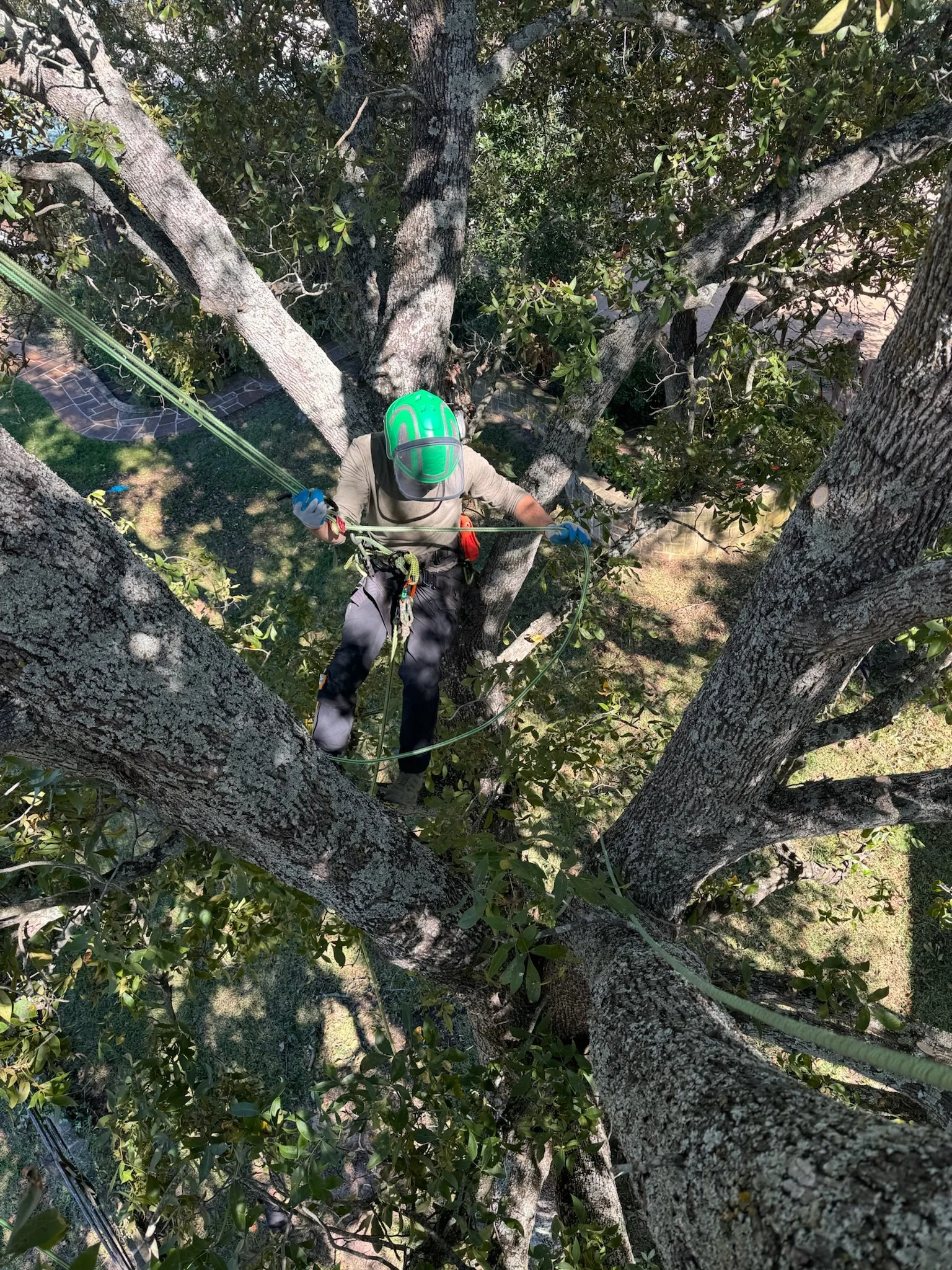 Tree climber moving around in a tree while pruning