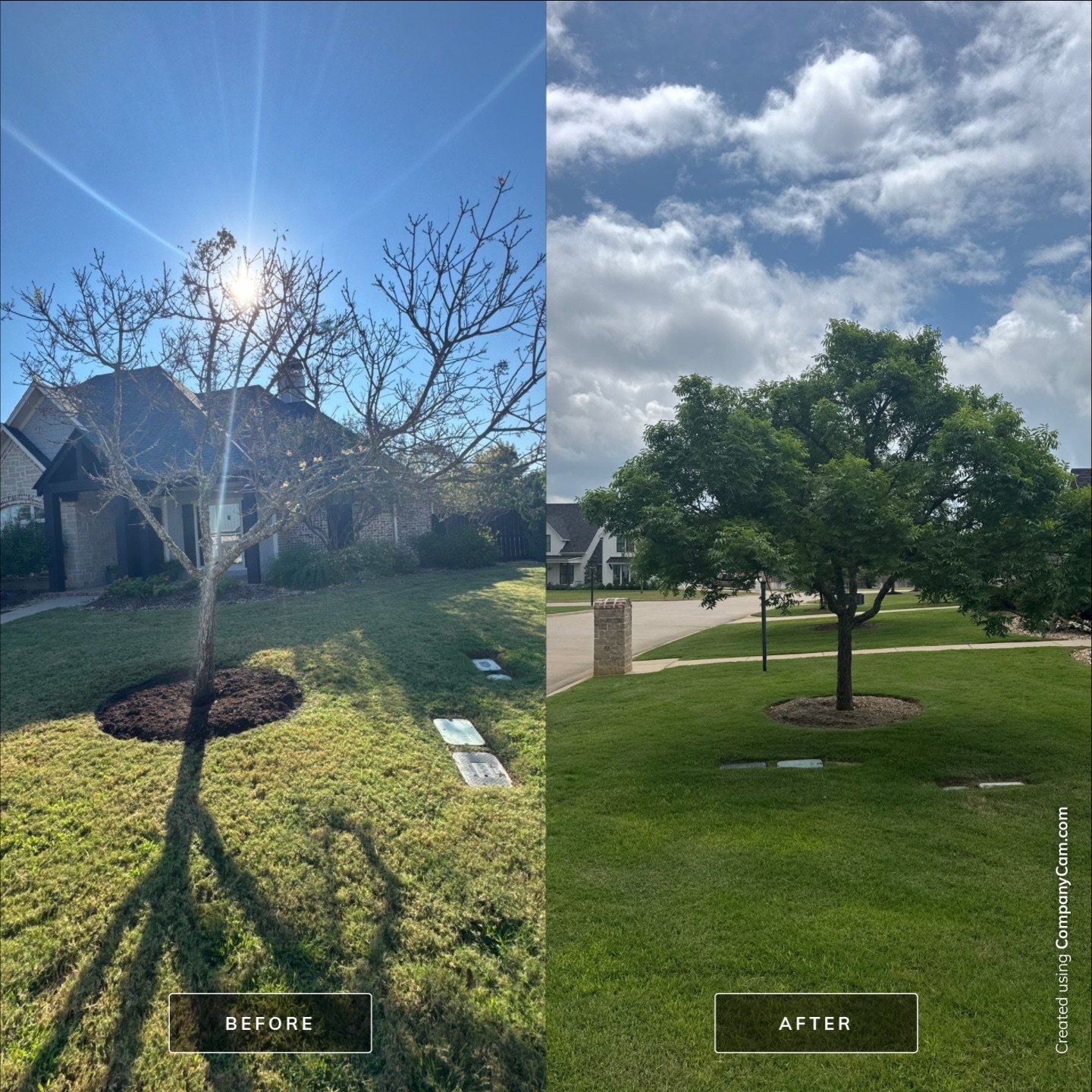 Before and after tree fertilization and mulching in Bullard, TX