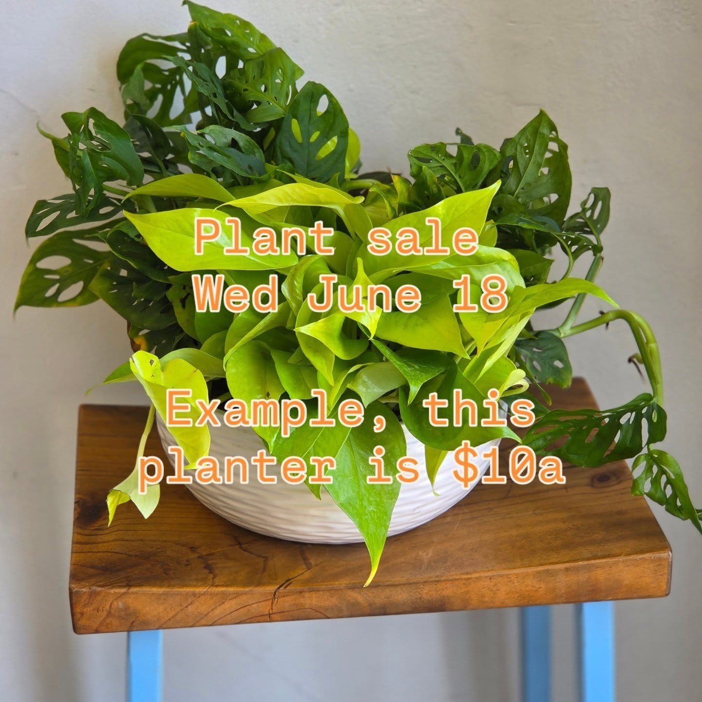 Big plants sale, tomorrow june 18!