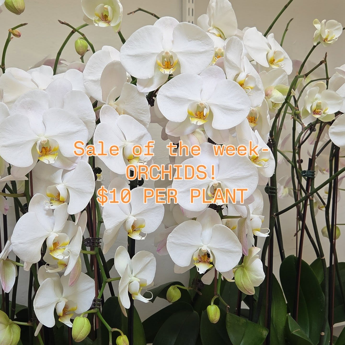 Big blow out sale this week-orchids! $10 per plant.  While supplies last!
#orchids
#normalheightsflorist 
#adamsavesd 
#adamsaveflorist