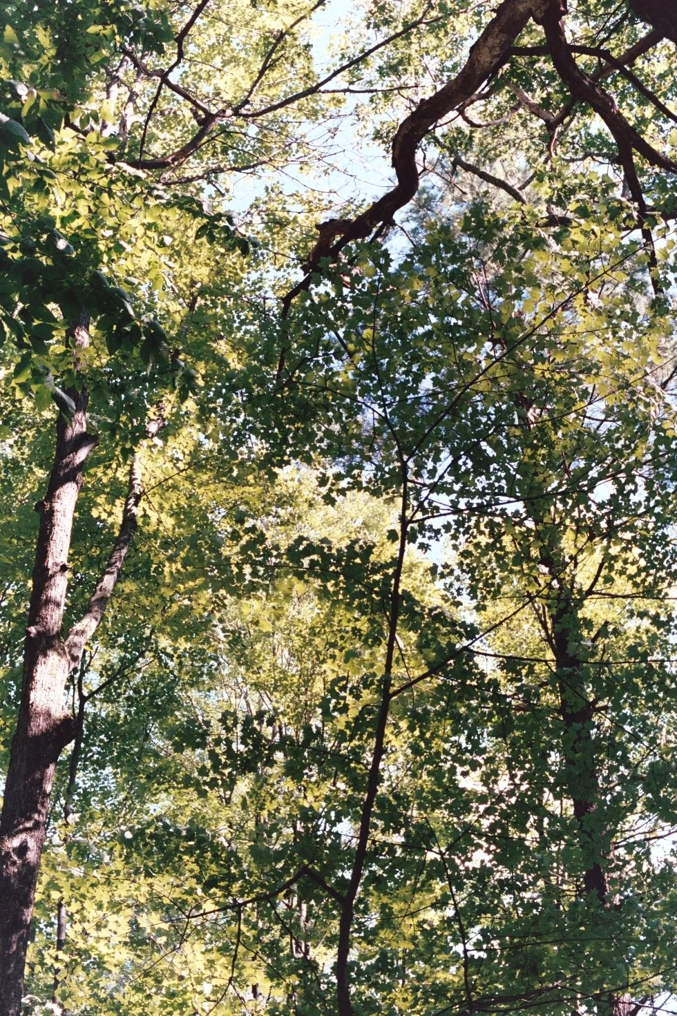 AbshereAA011.jpg