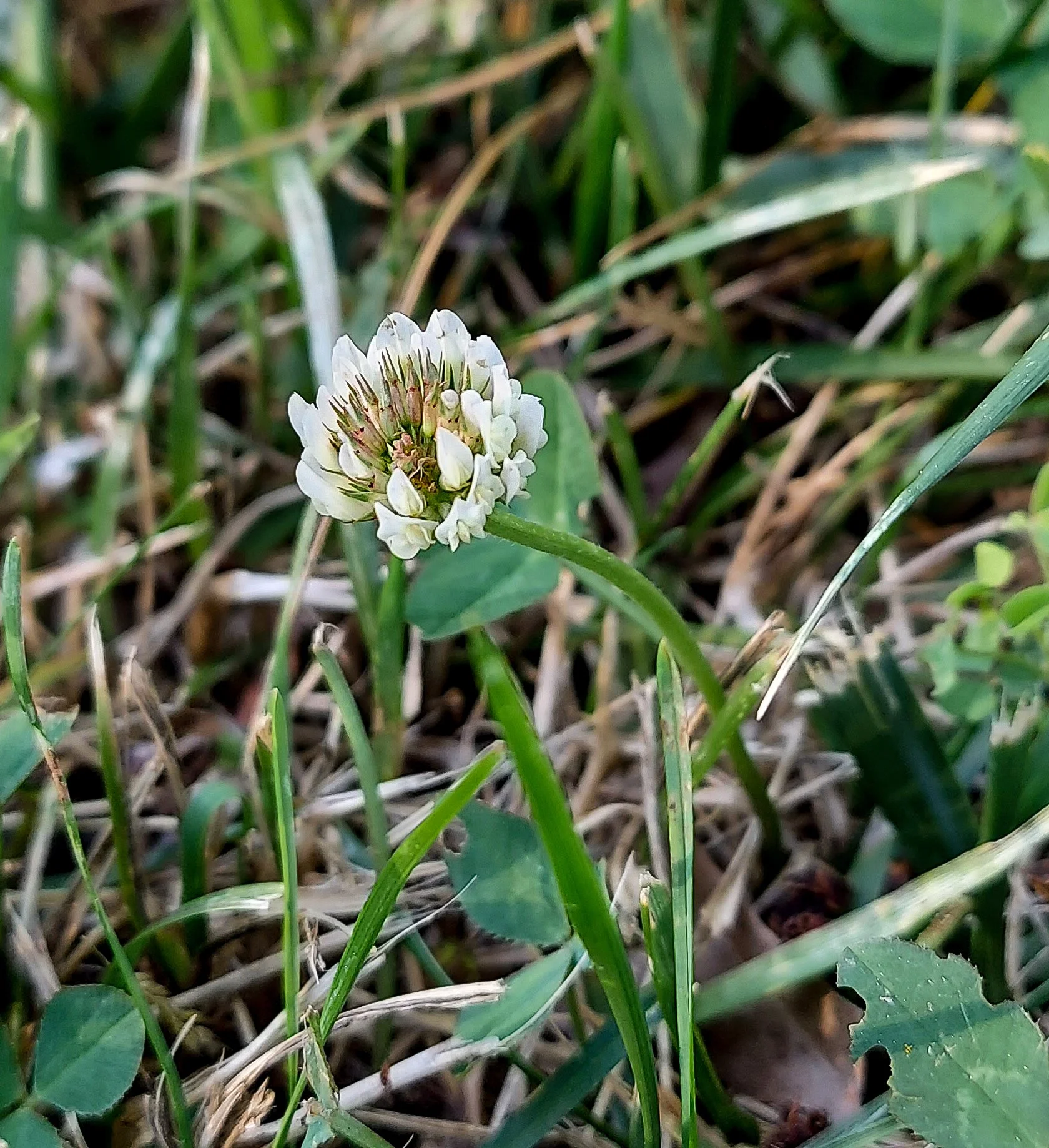 White Clover (2026)