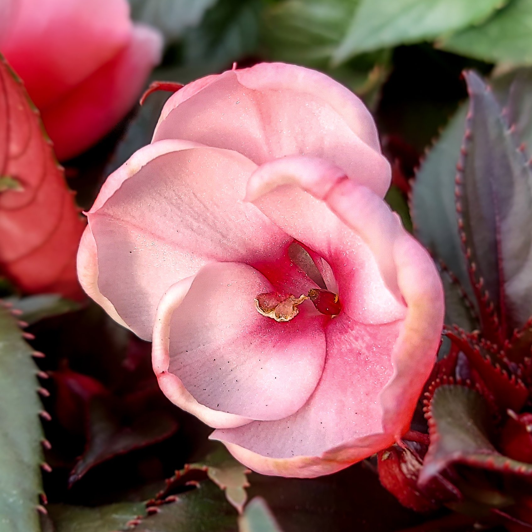 Pink Candy New Guinea (2026)