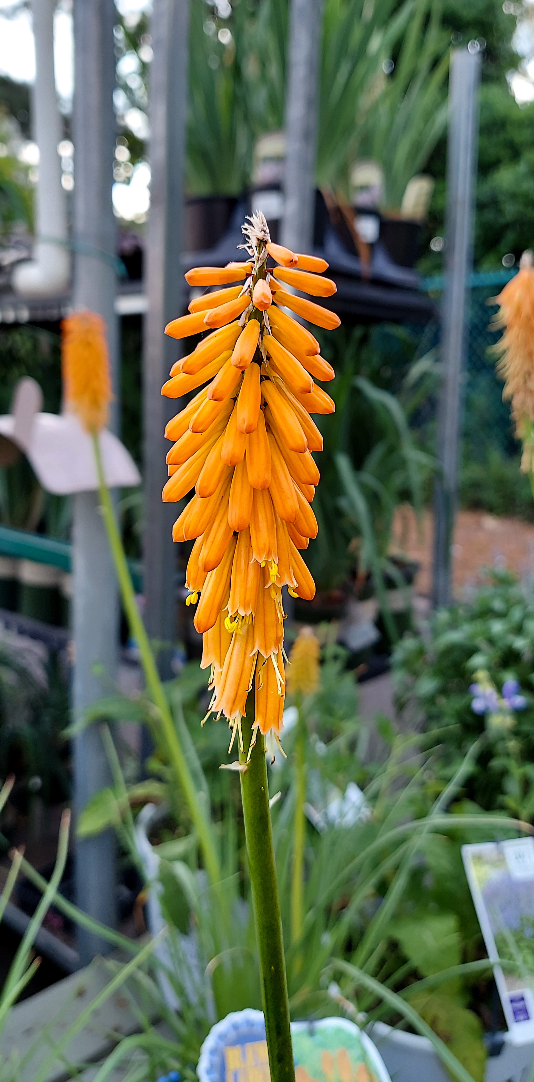 Red Hot Poker (2026)