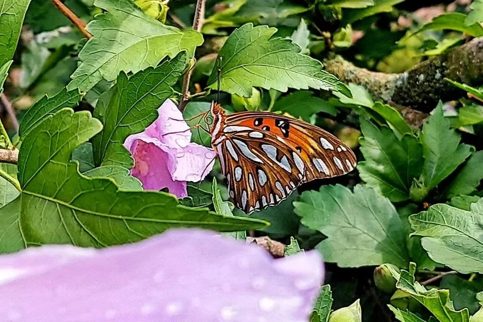 Gulf fritillary on Rose of Sharon (2023)