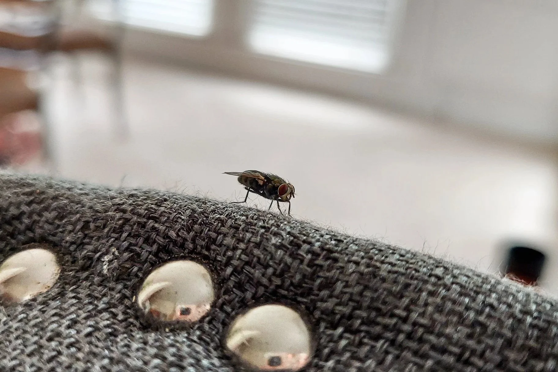 Little Fly On A Chair (2026)