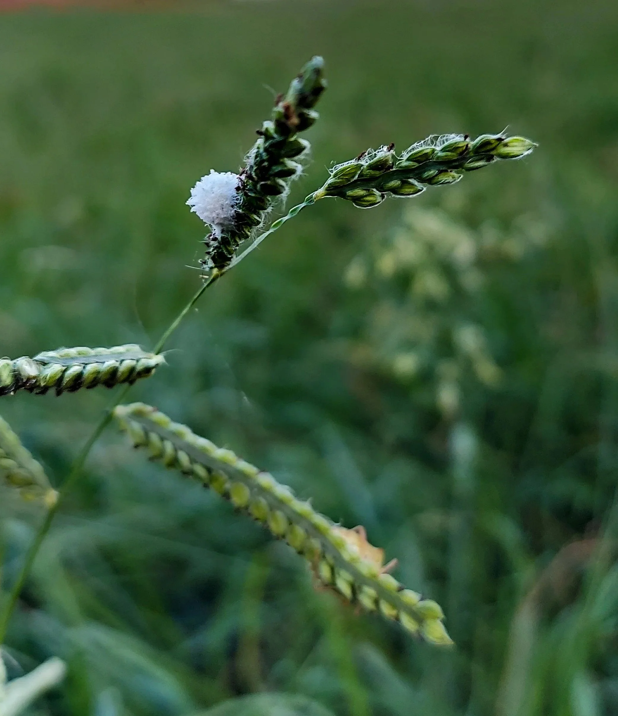 Fluffy Spider Egg Sac (2026)