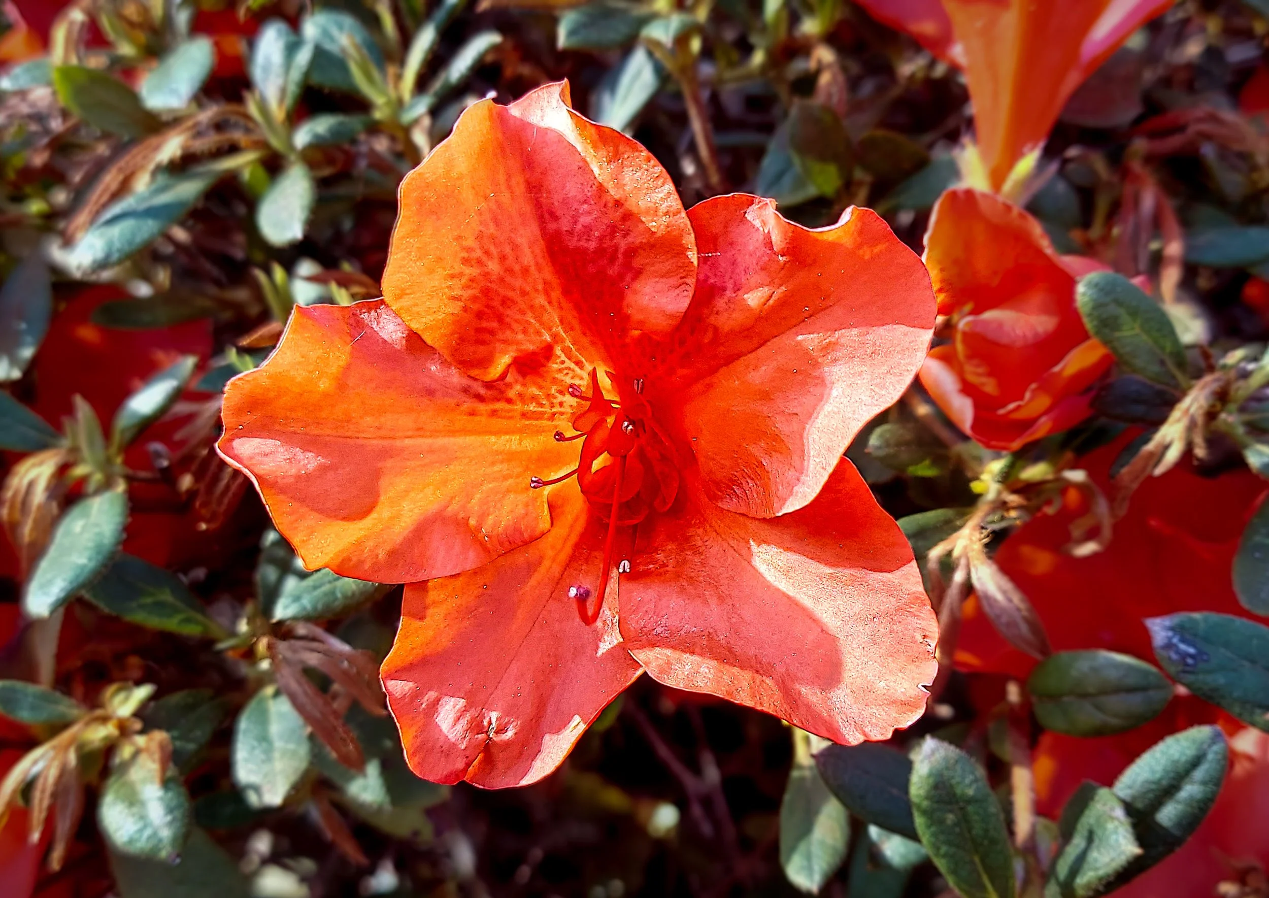 Encore Azalea (2026)