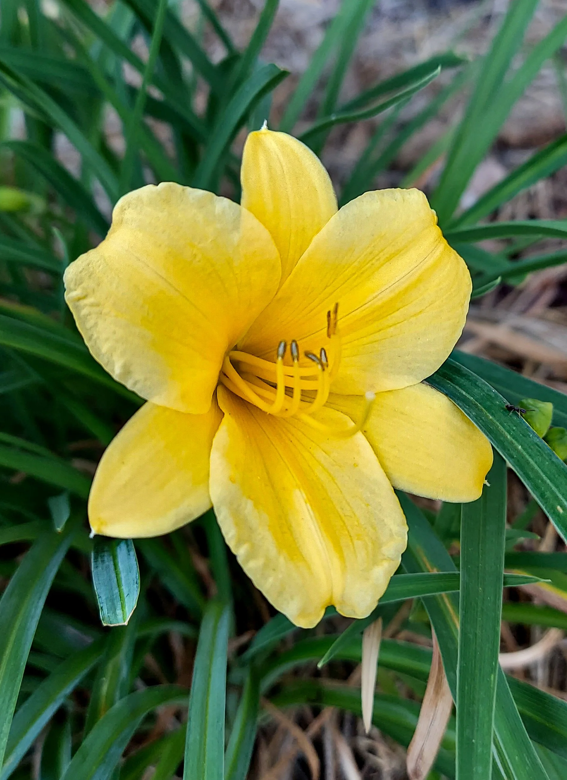 Stella de Oro Dwarf Daylily (2026)