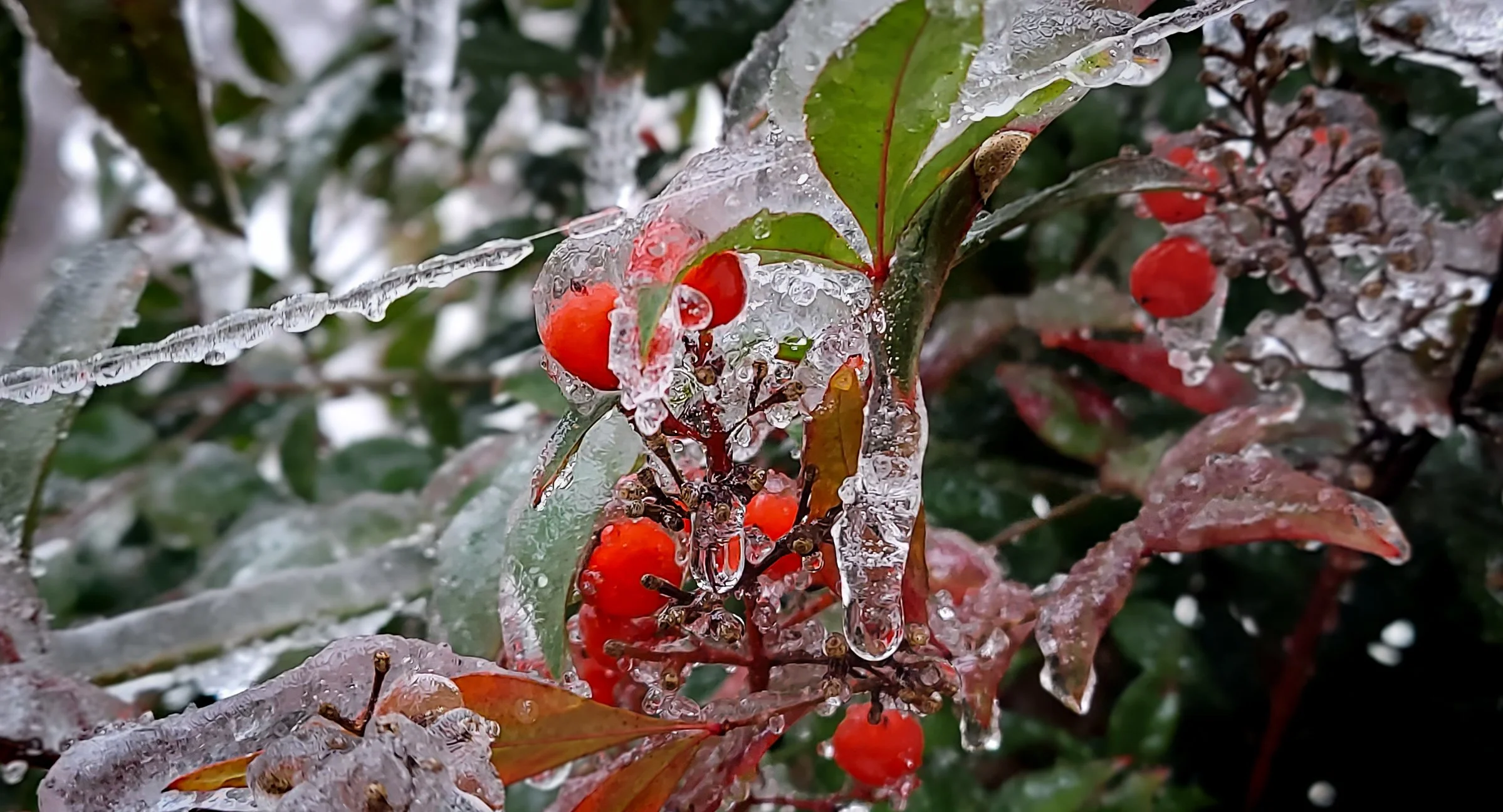 Frozen Berries (2026)