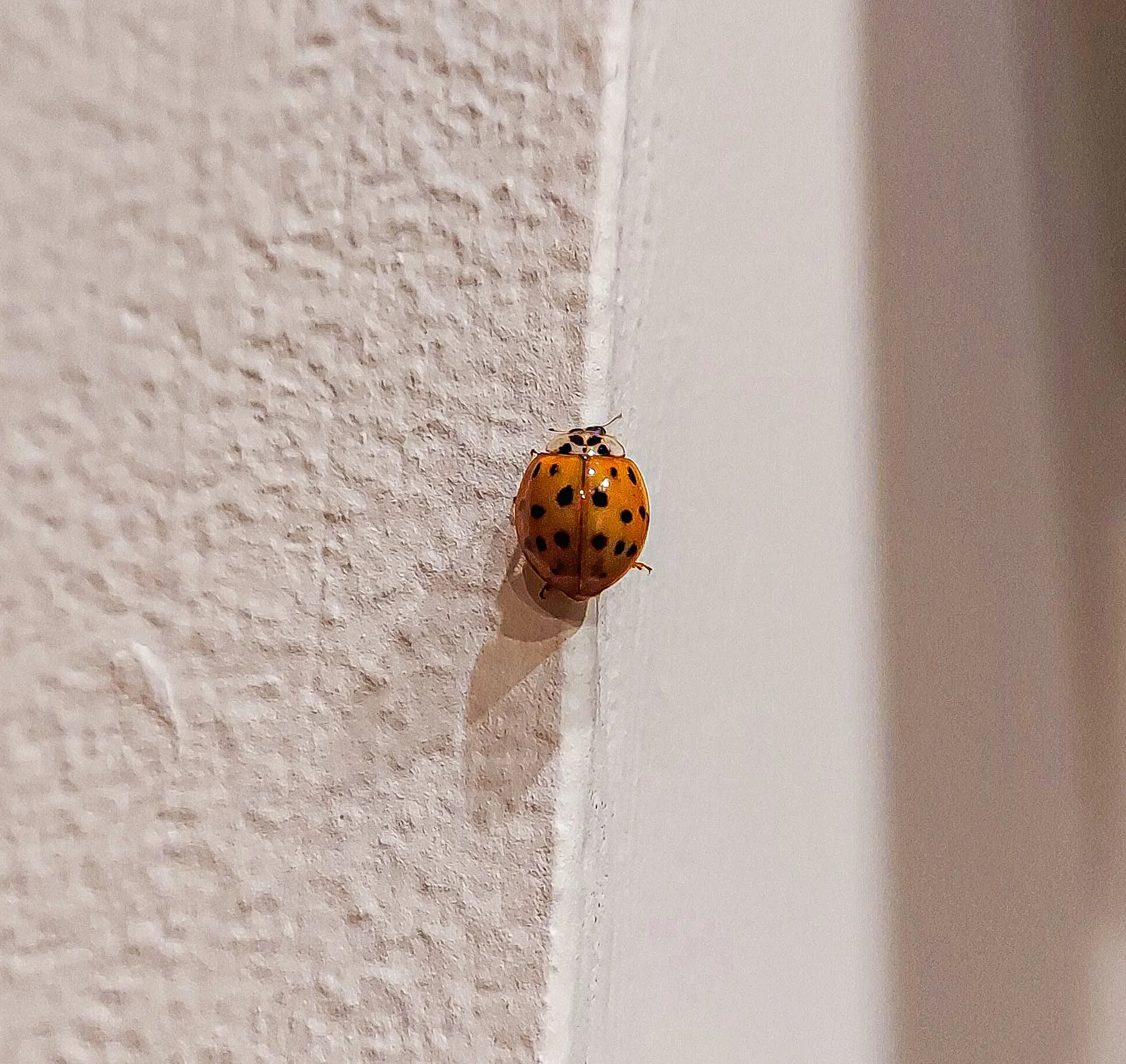 2514_lady bug.jpg