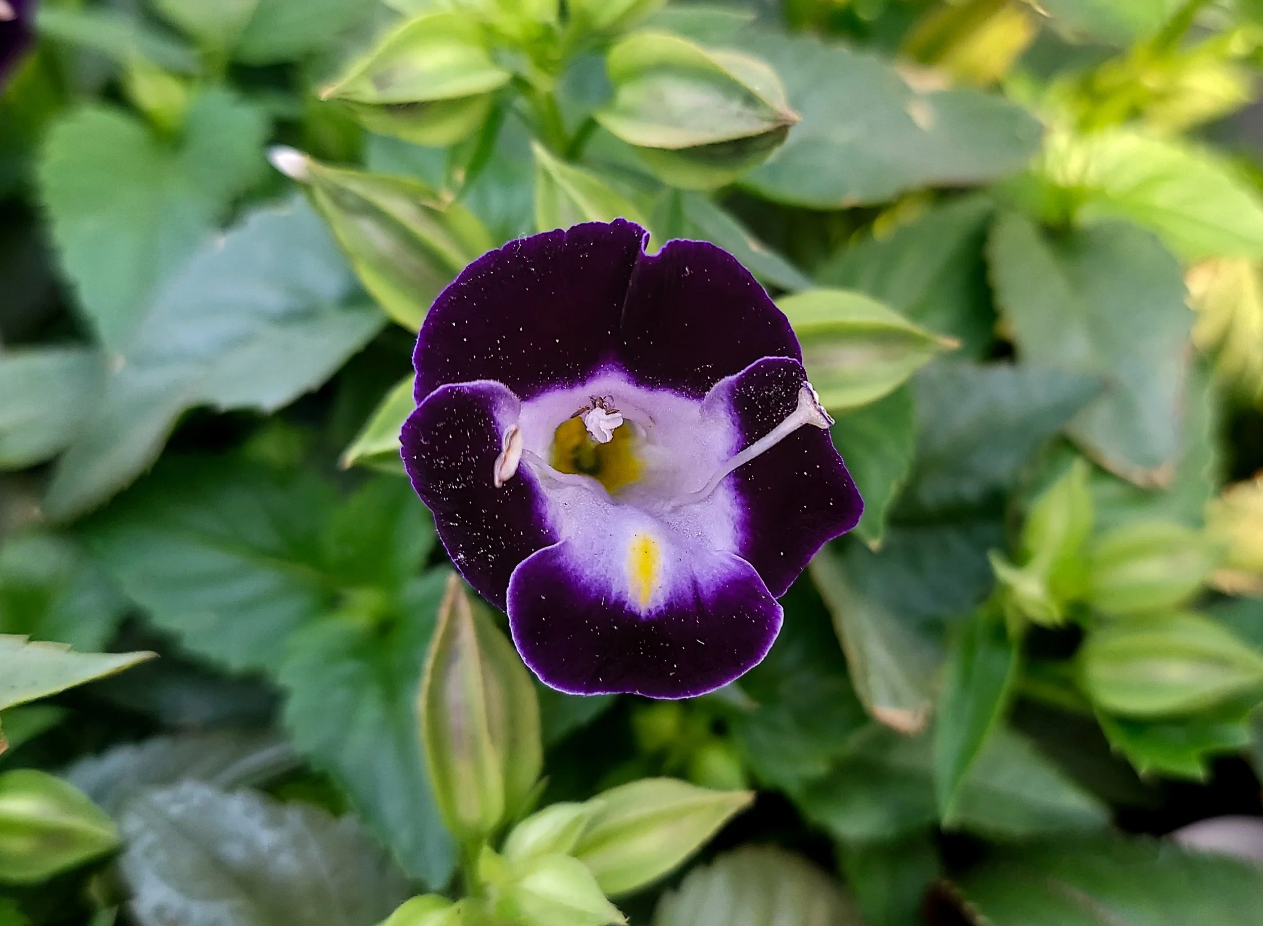 Wishbone Flower (2026)