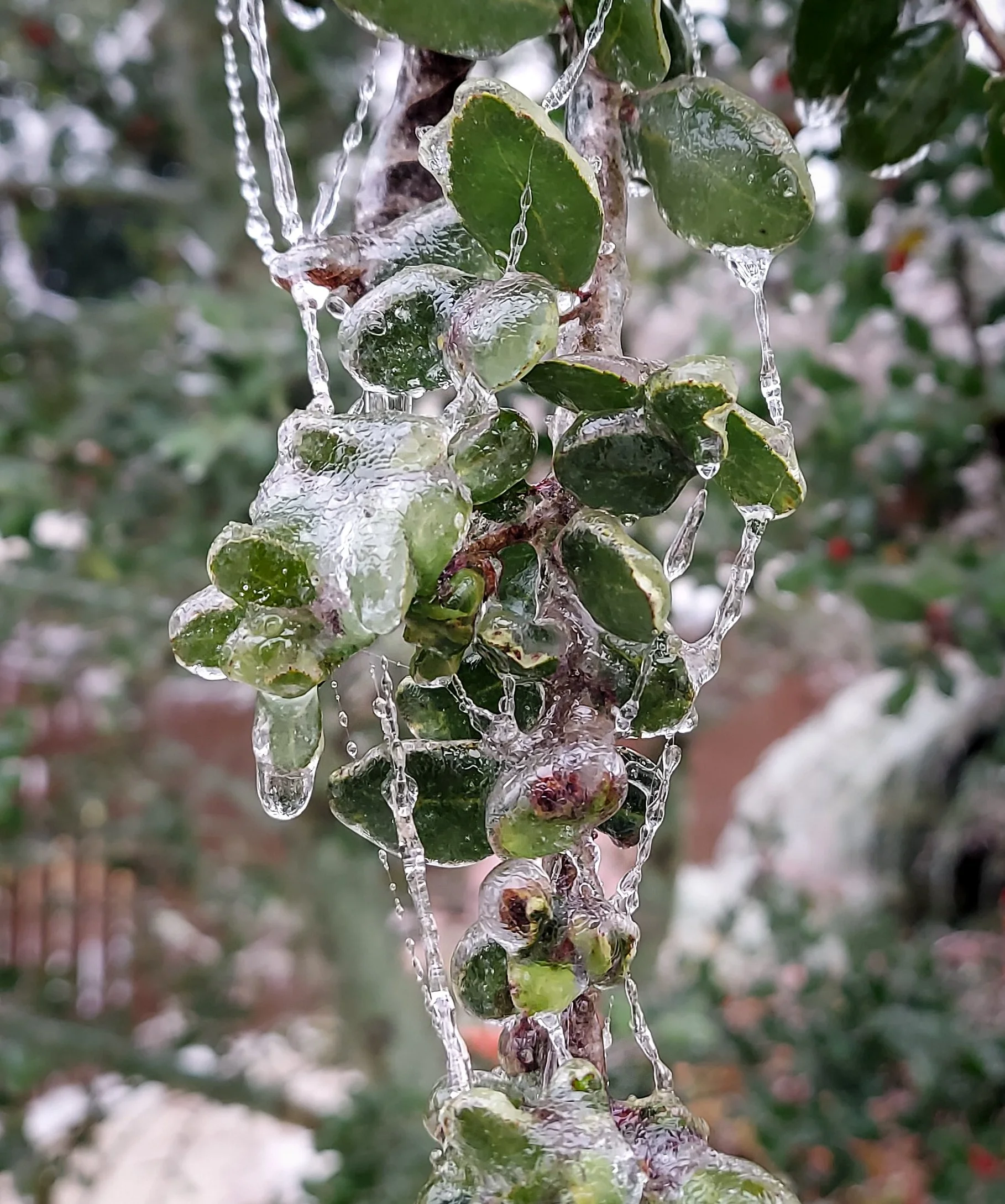 Icy Web (2026)