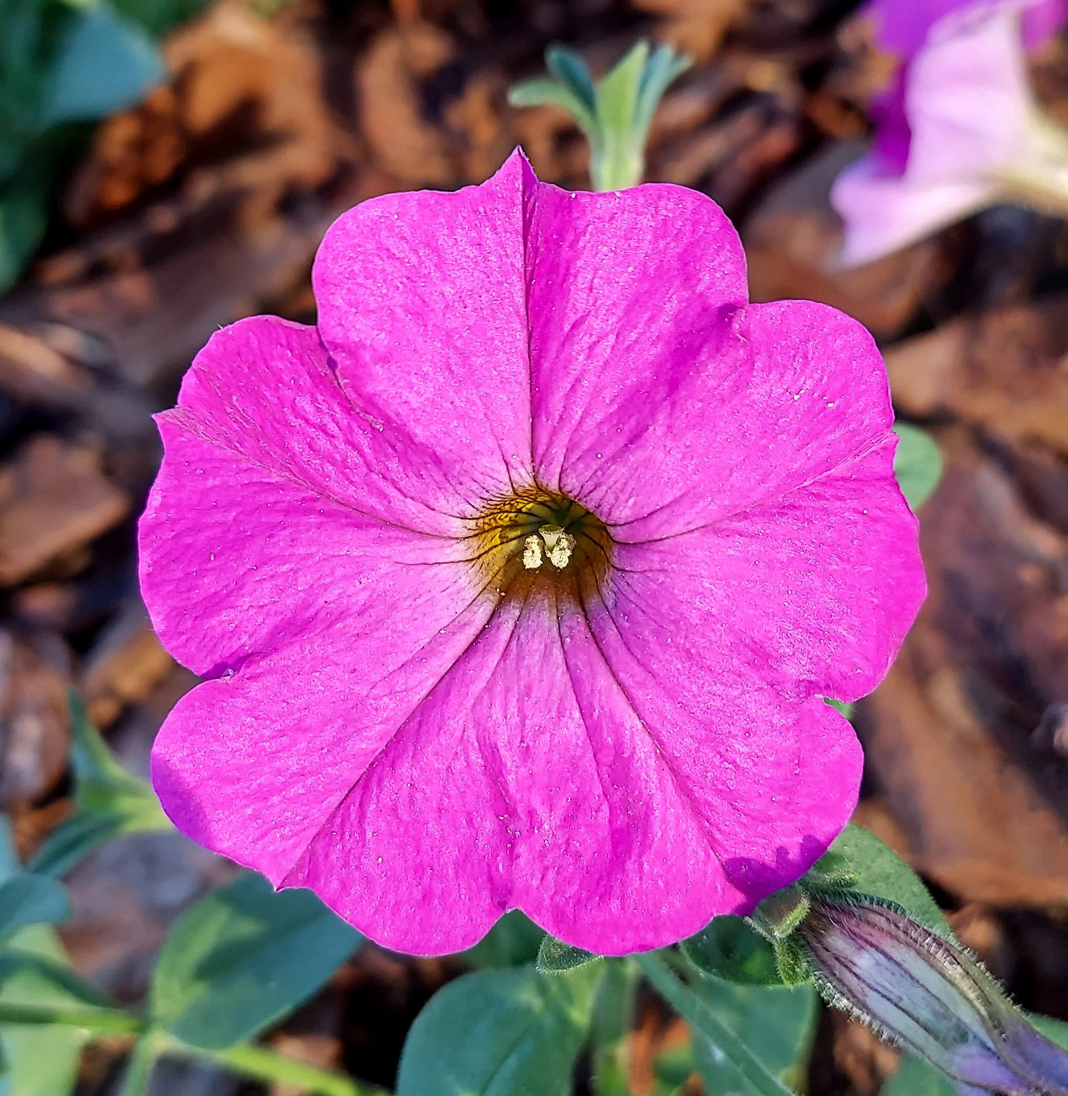 Pink Petunia (2026)