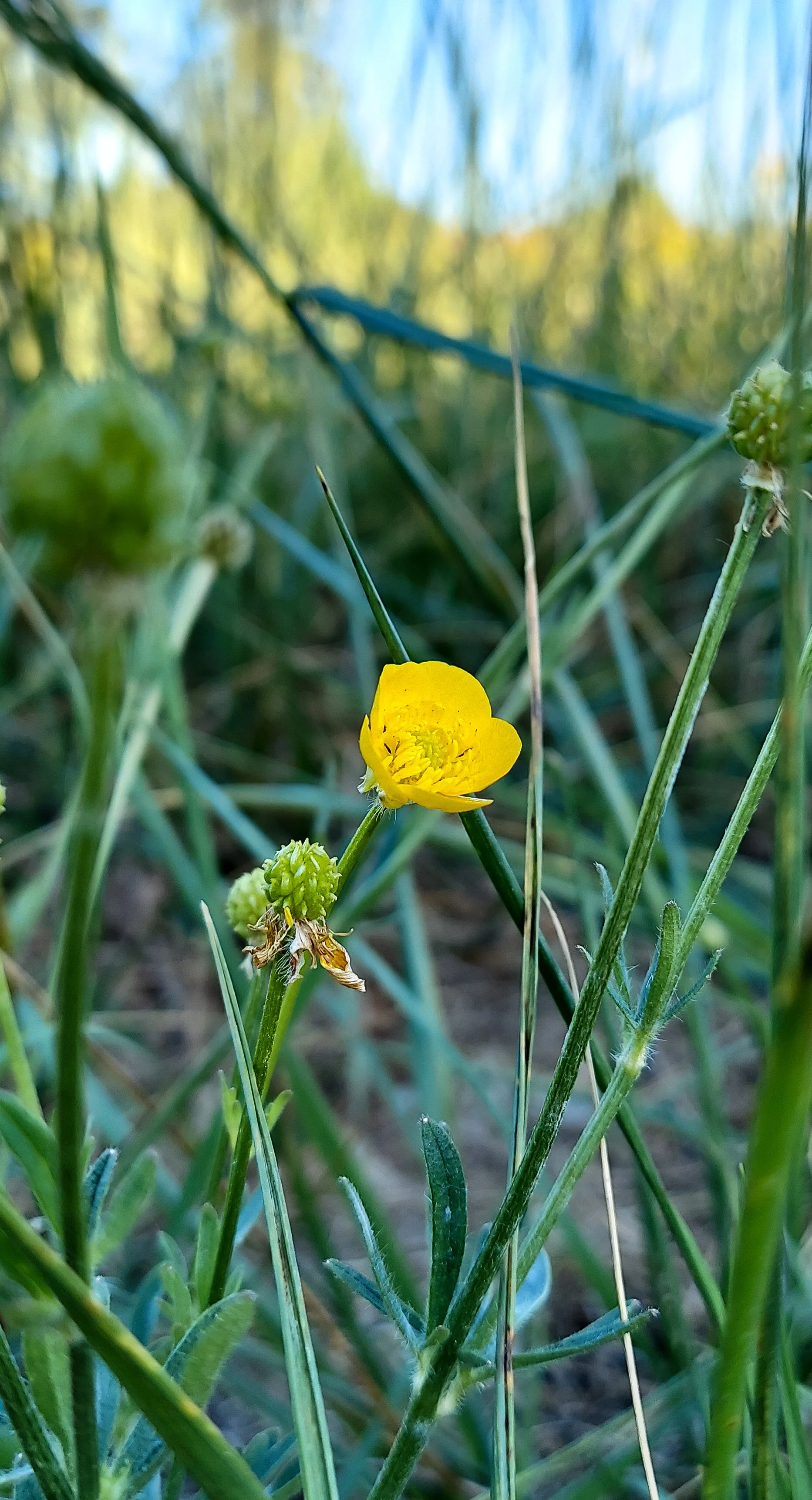Sardinian Buttercup (2026)