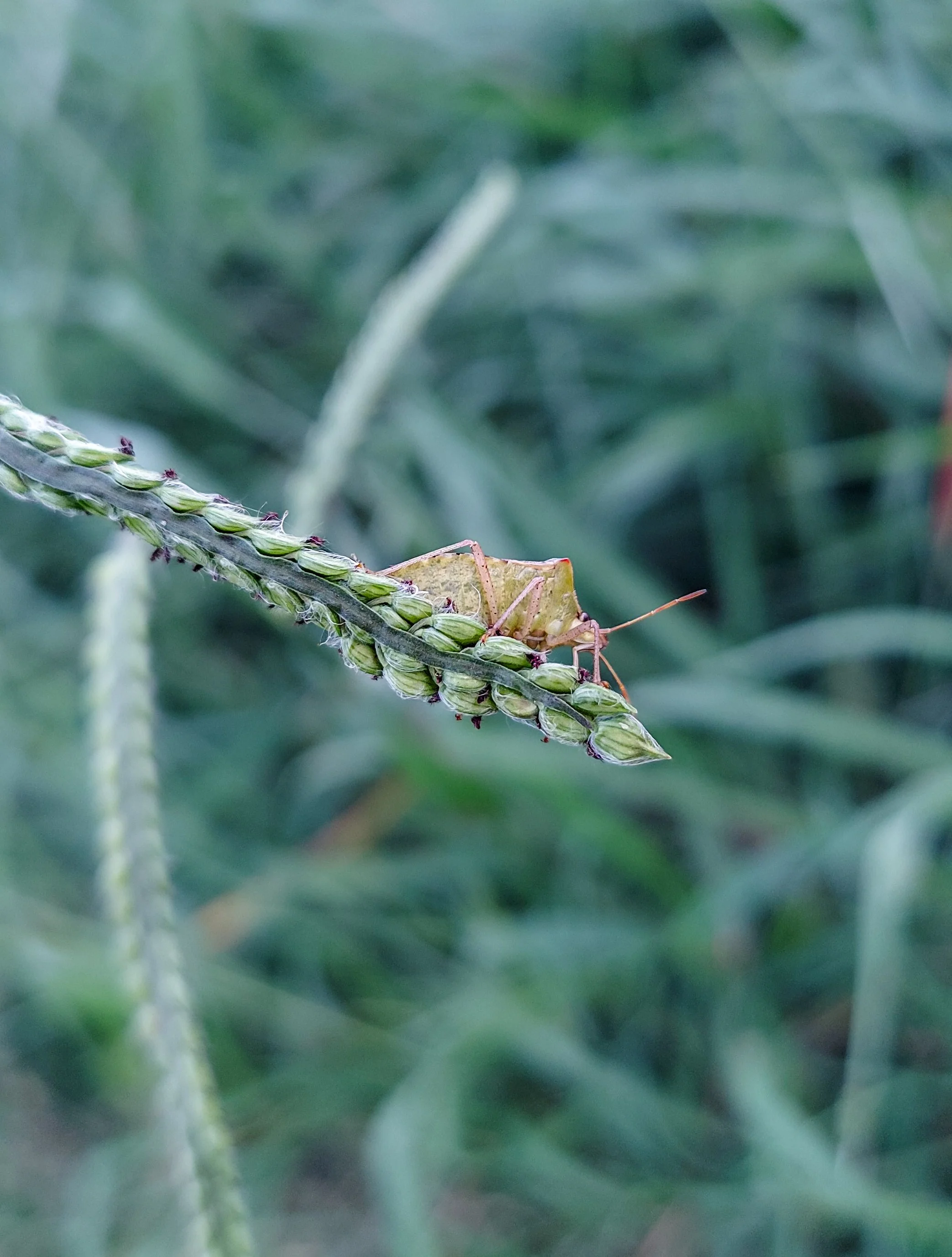 Rice Stink Bug (2026)