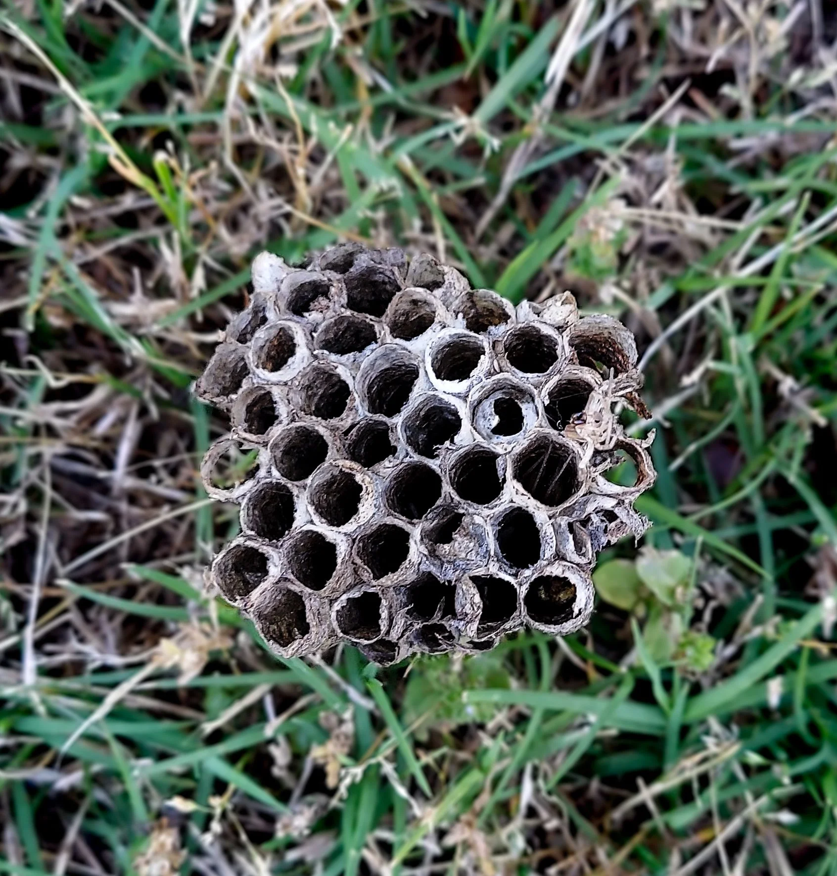 Paper Wasp Nest (2026)
