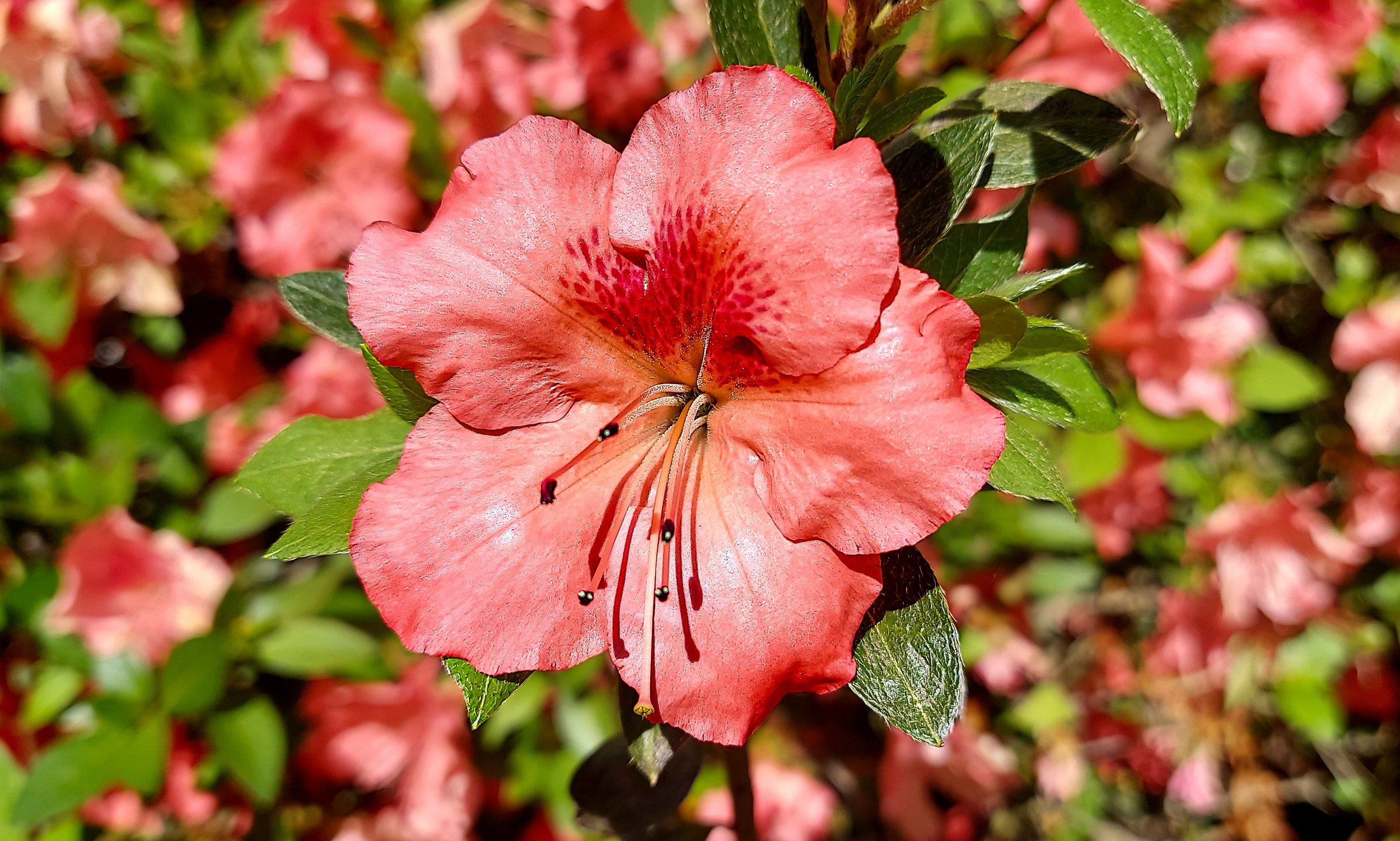 'Autumn Coral' Encore Azalea (2026)