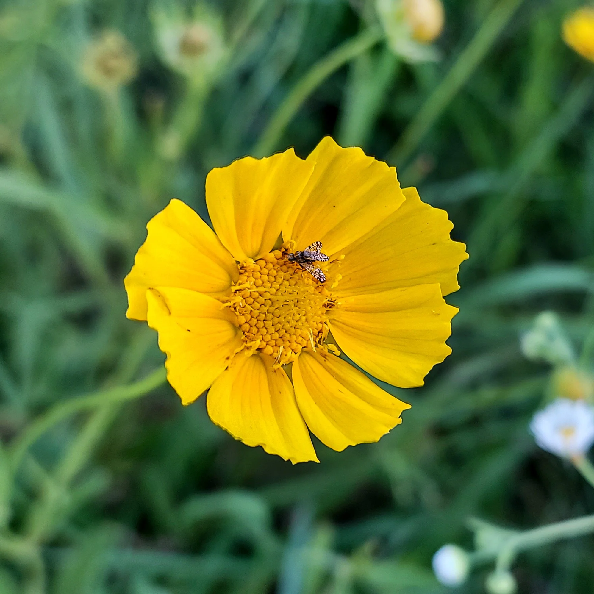 Lance-leaf Coreopsis (2026)