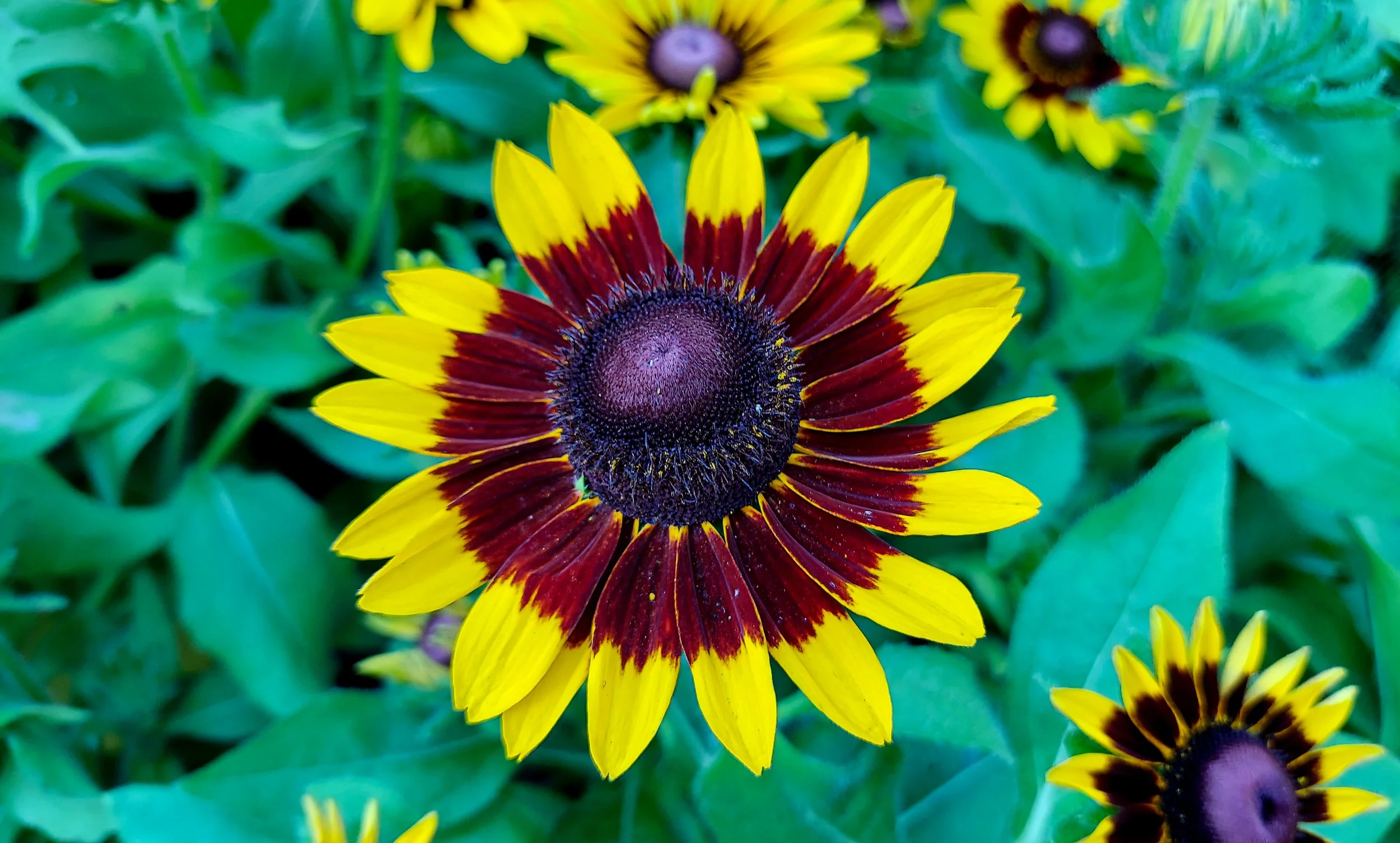 Denver Daisy Coneflower-1.jpg