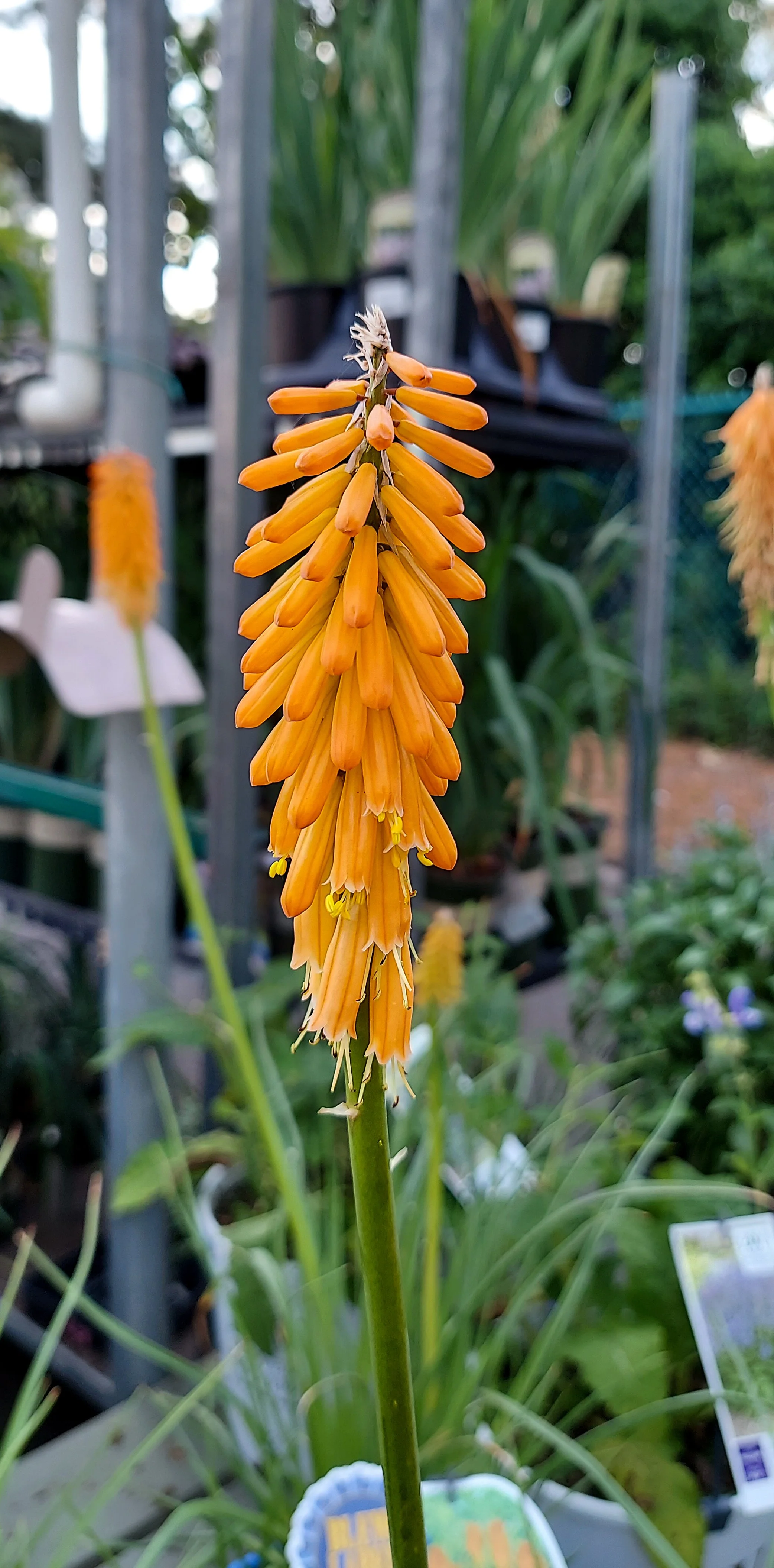 Red Hot Poker (2026)