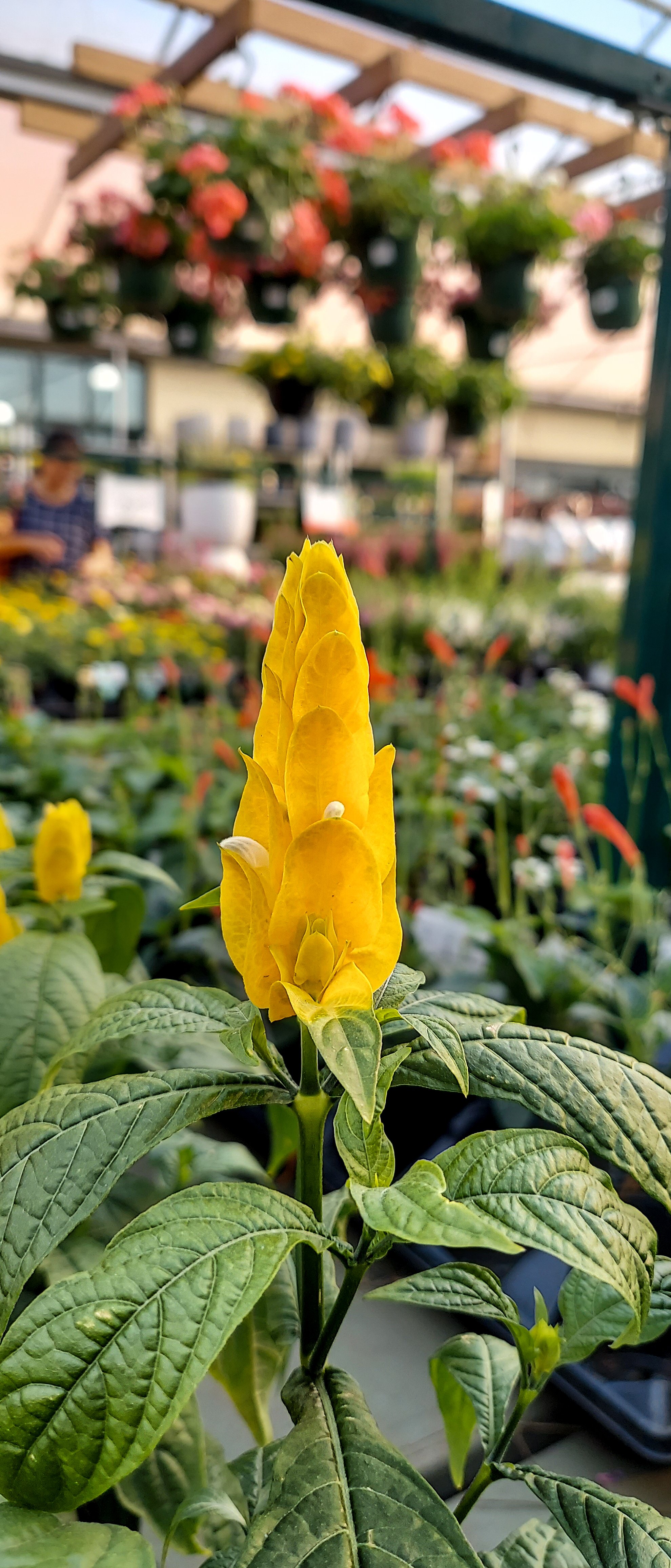 Golden Shrimp Plant (2026)