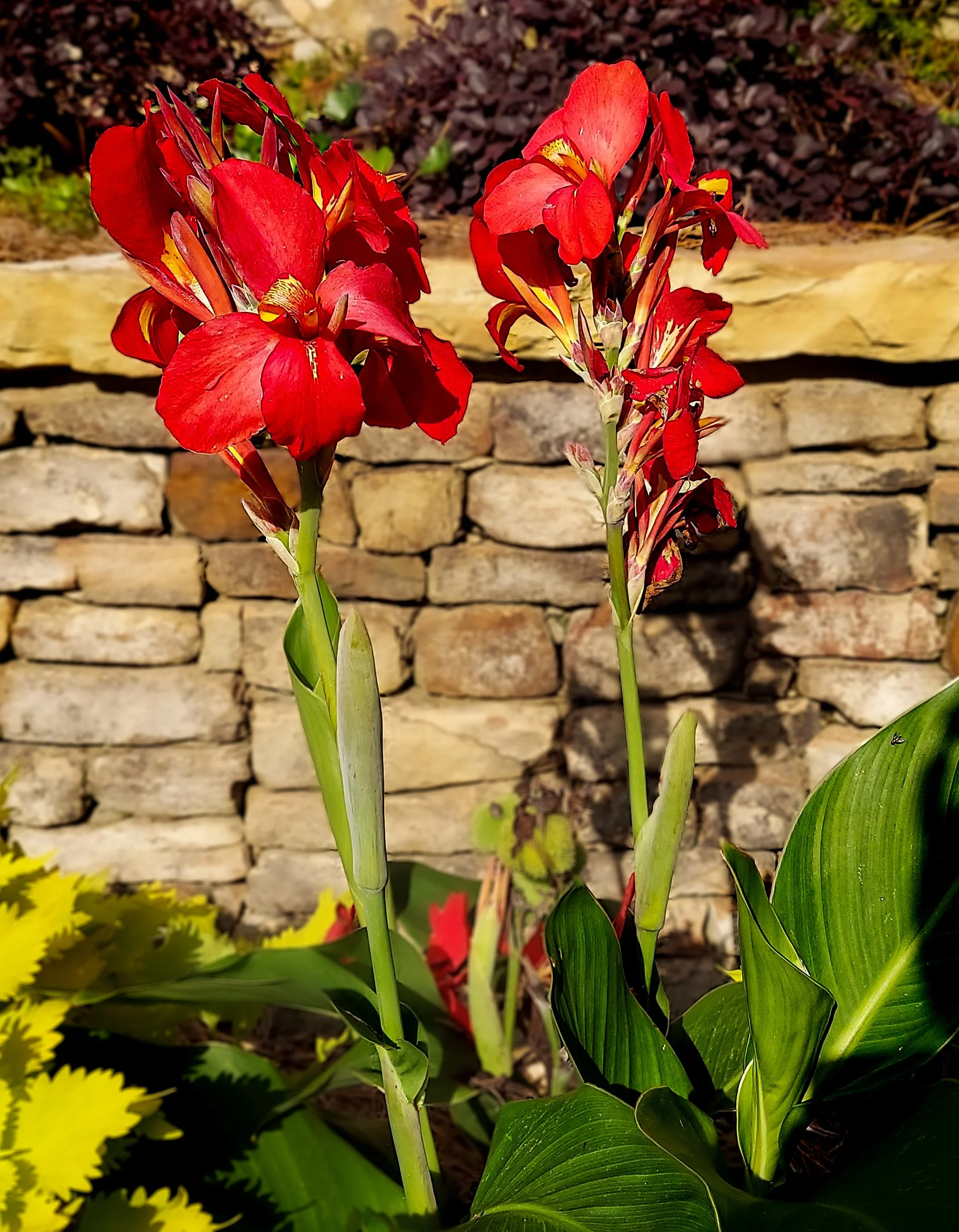 Canna Lily (2026)