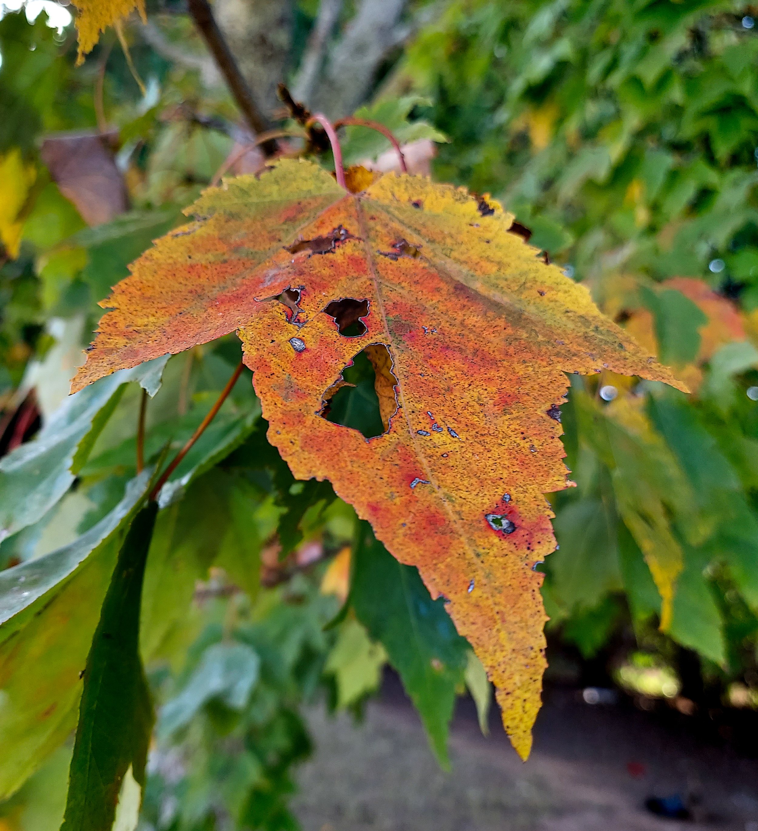 Autumn Leaf (2026)