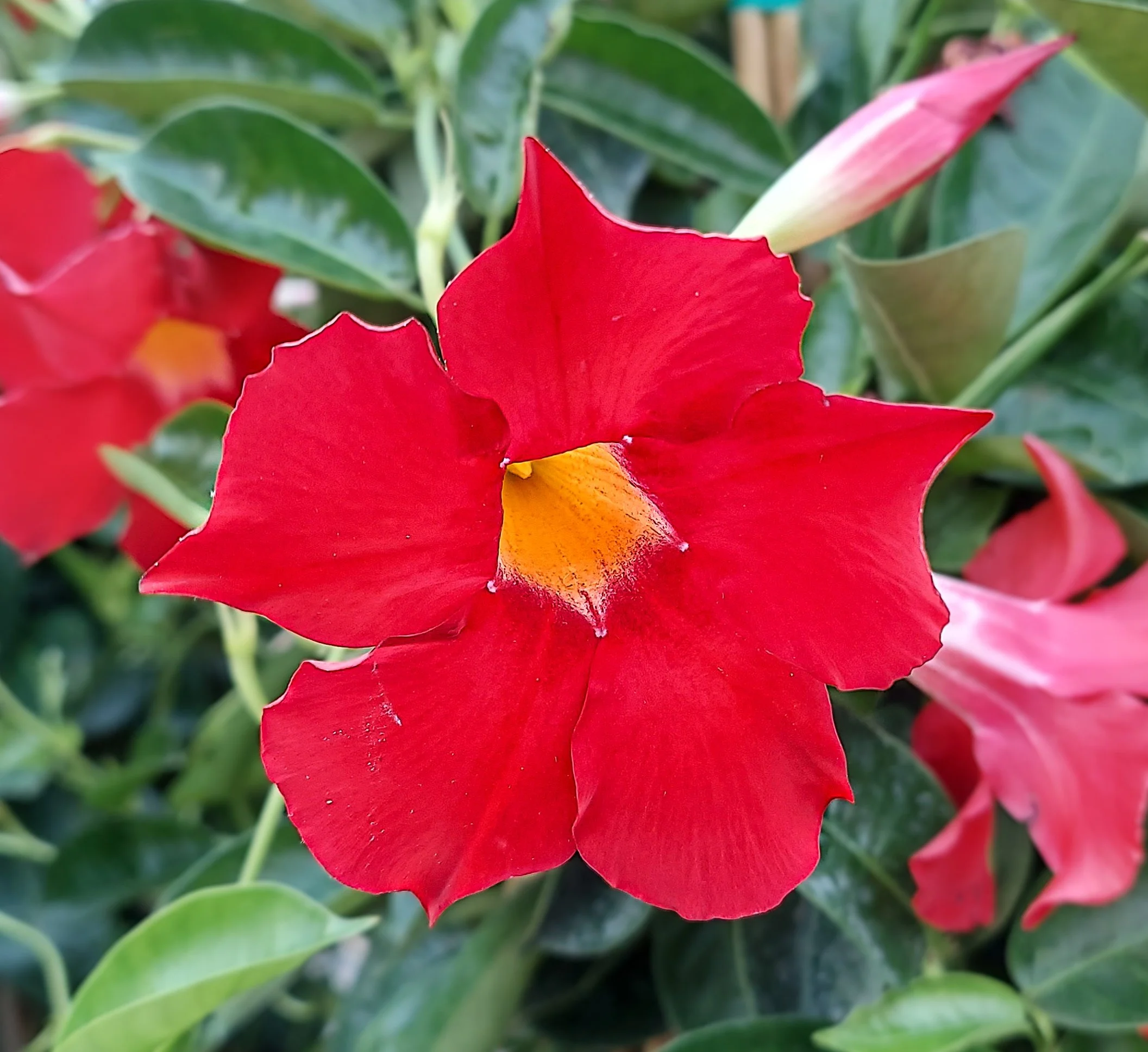 Red Mandevilla (2026)