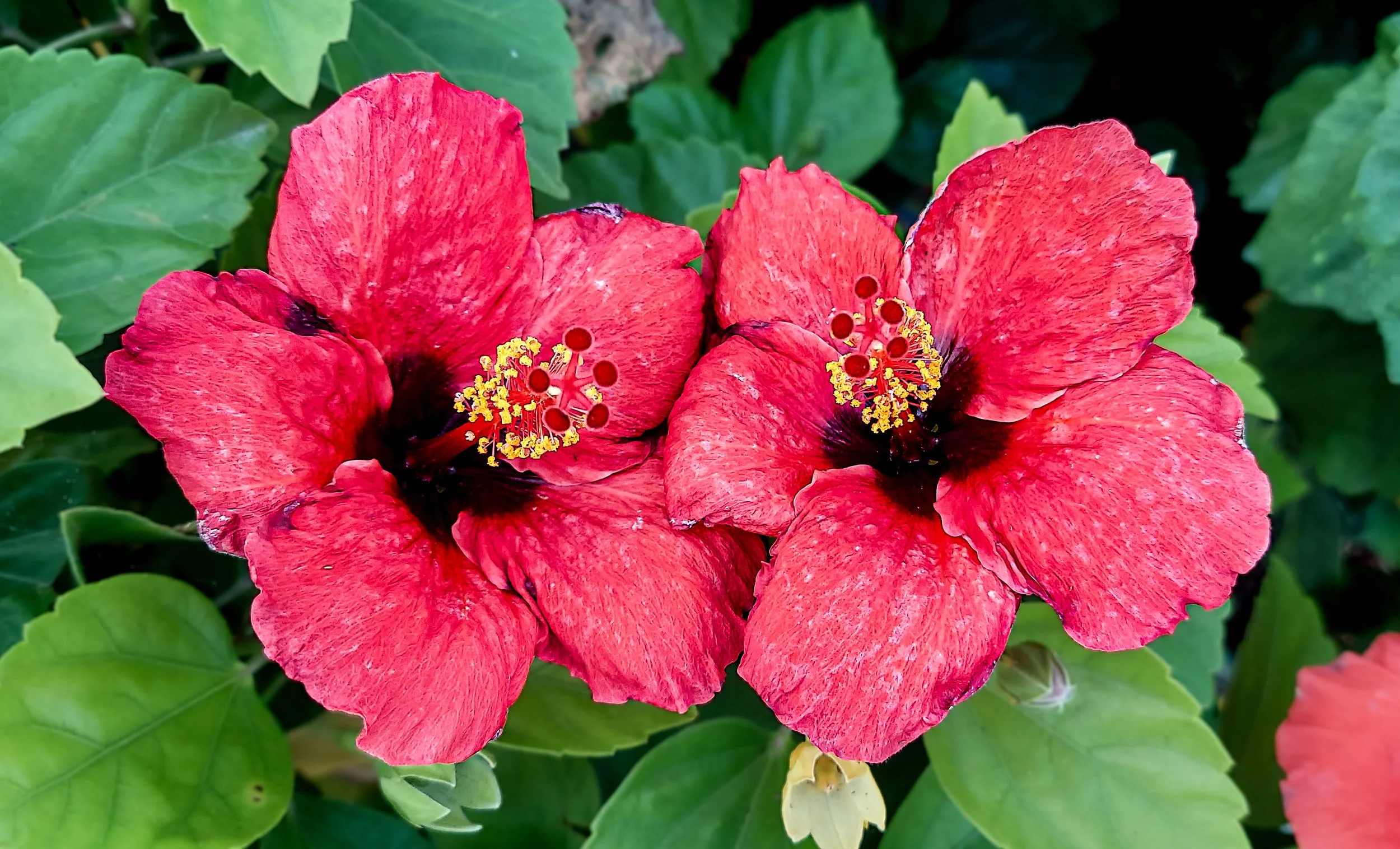 Tropical Hibiscus (2026)